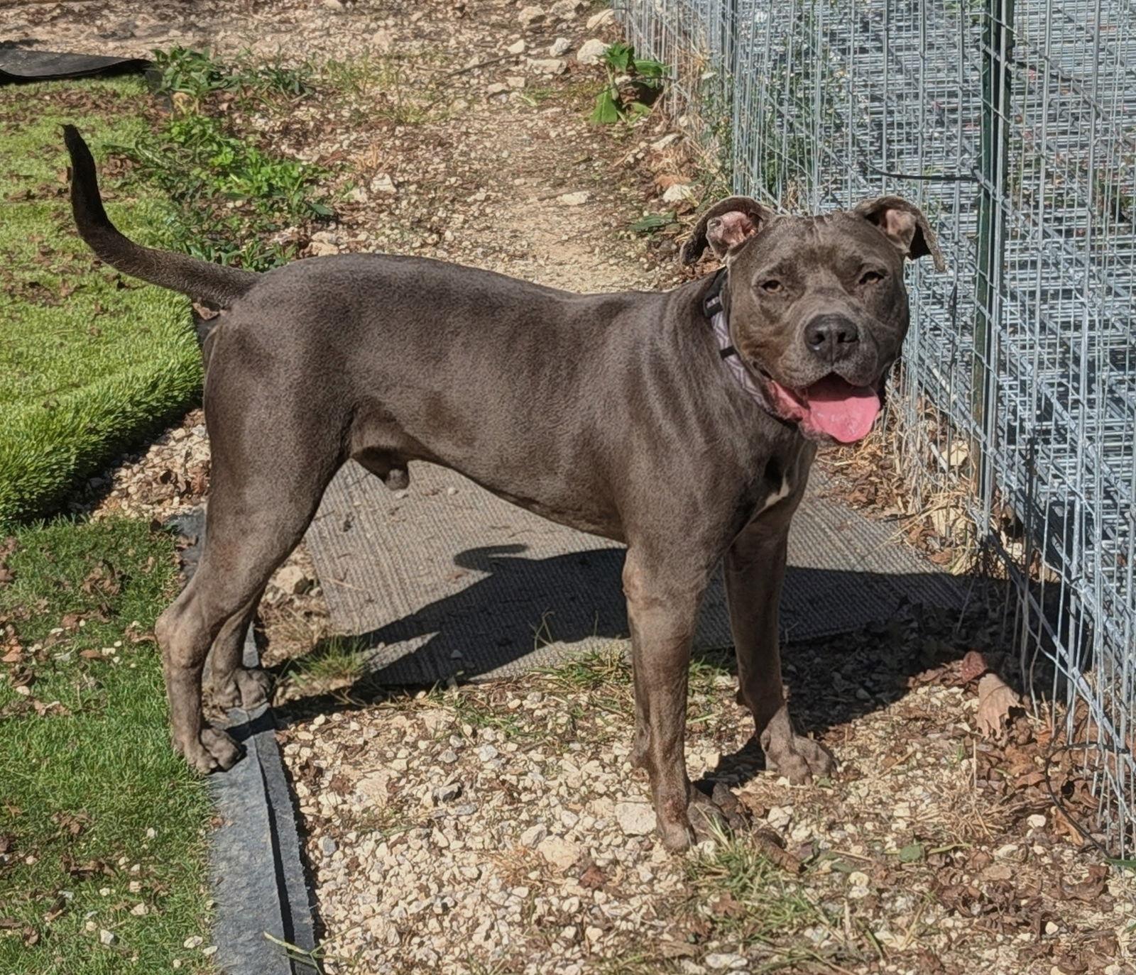 Cowboy, a Adoptable American Staffordshire Terrier in Calhoun, GA image 2/2
