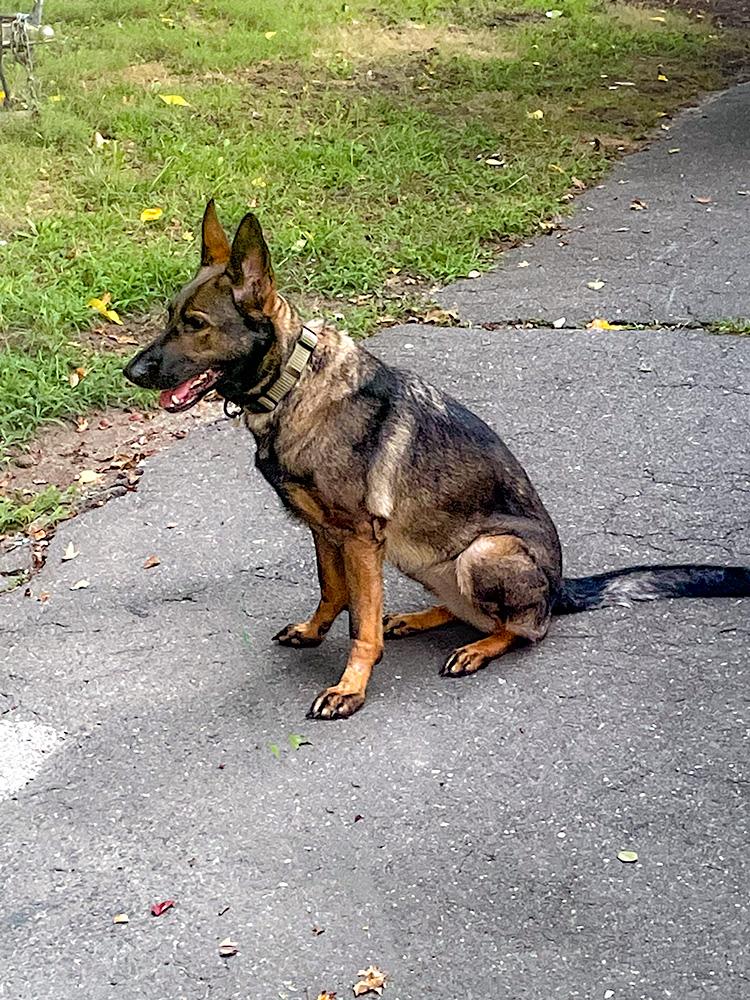 Enlarge Kota, a ADOPTABLE German Shepherd Dog in Millburn, NJ image 2/4
