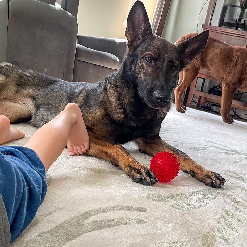 Kota, ADOPTABLE, Adult Female German Shepherd Dog.