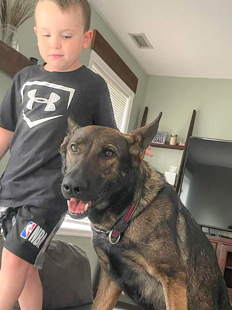 Enlarge Kota, a ADOPTABLE German Shepherd Dog in Millburn, NJ image 4/4