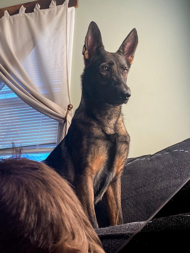 Enlarge Kota, a ADOPTABLE German Shepherd Dog in Millburn, NJ image 3/4