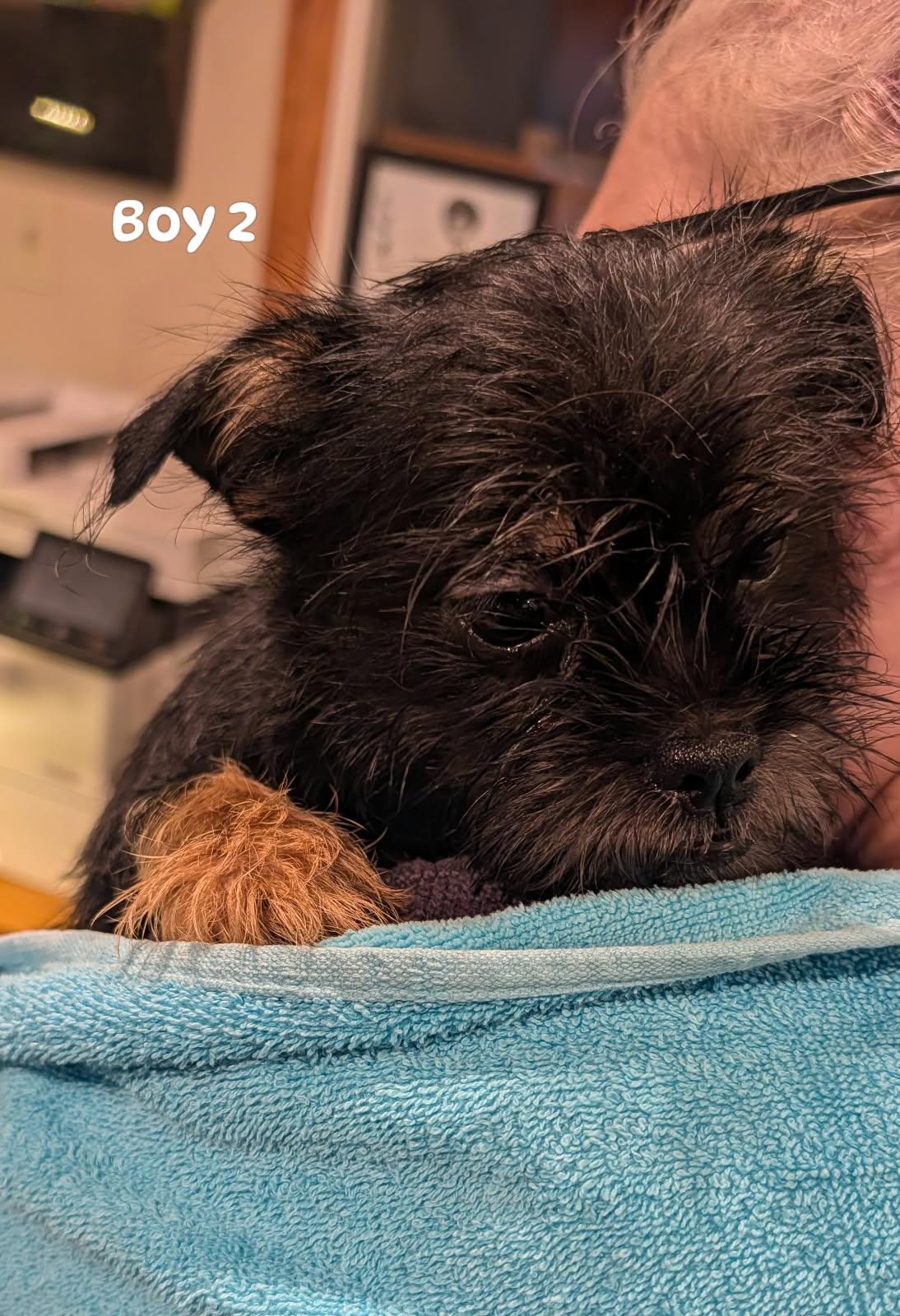 Boy 2 from Cookies Litter, Adoptable, Puppy Male Shih Tzu & Yorkshire Terrier.