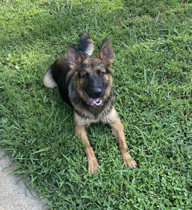 Aggie (10-months)