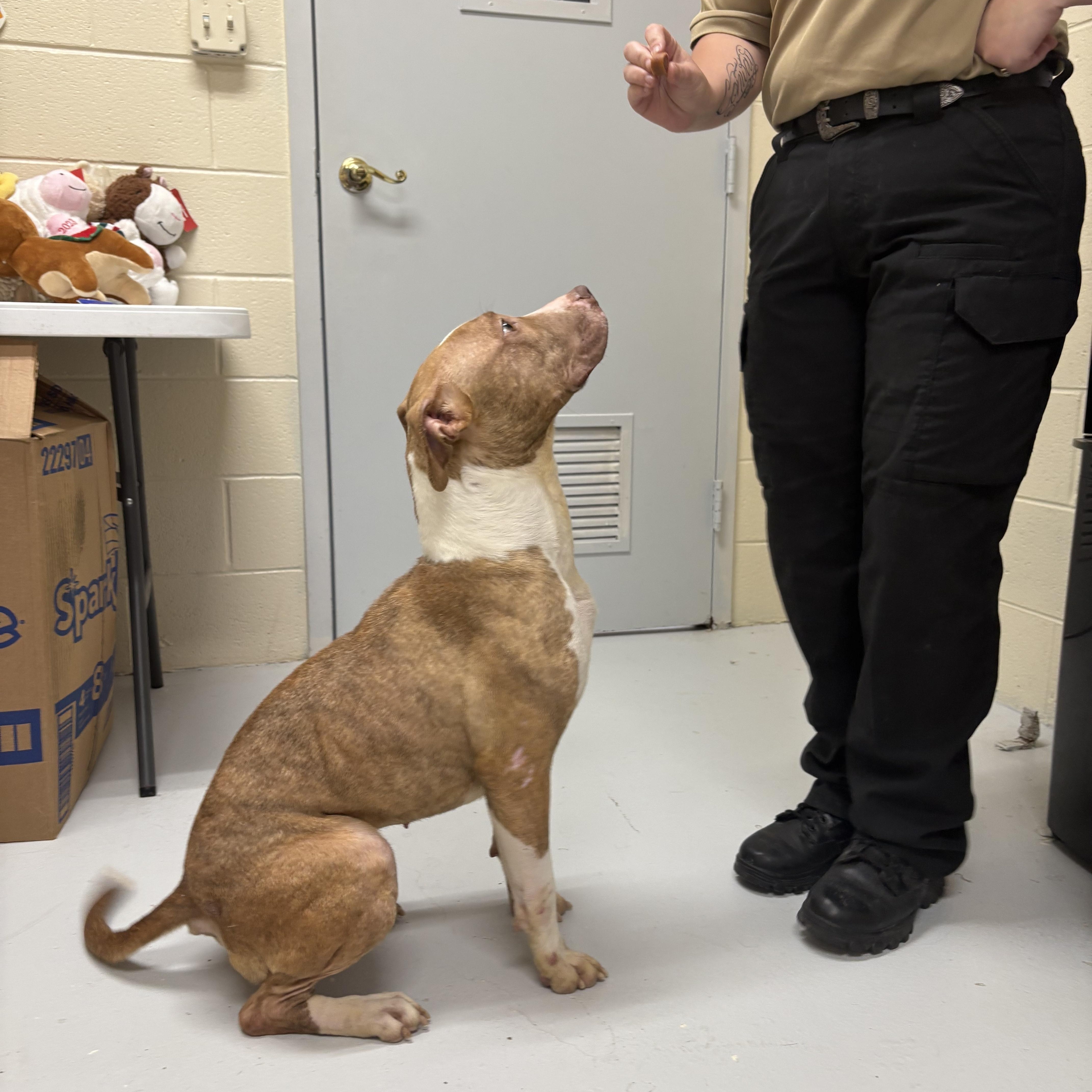 Xena, a Adoptable Pit Bull Terrier in Elberon, VA image 2/4