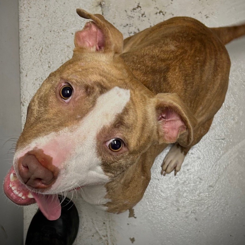 Xena, Adoptable, Adult Female Pit Bull Terrier.