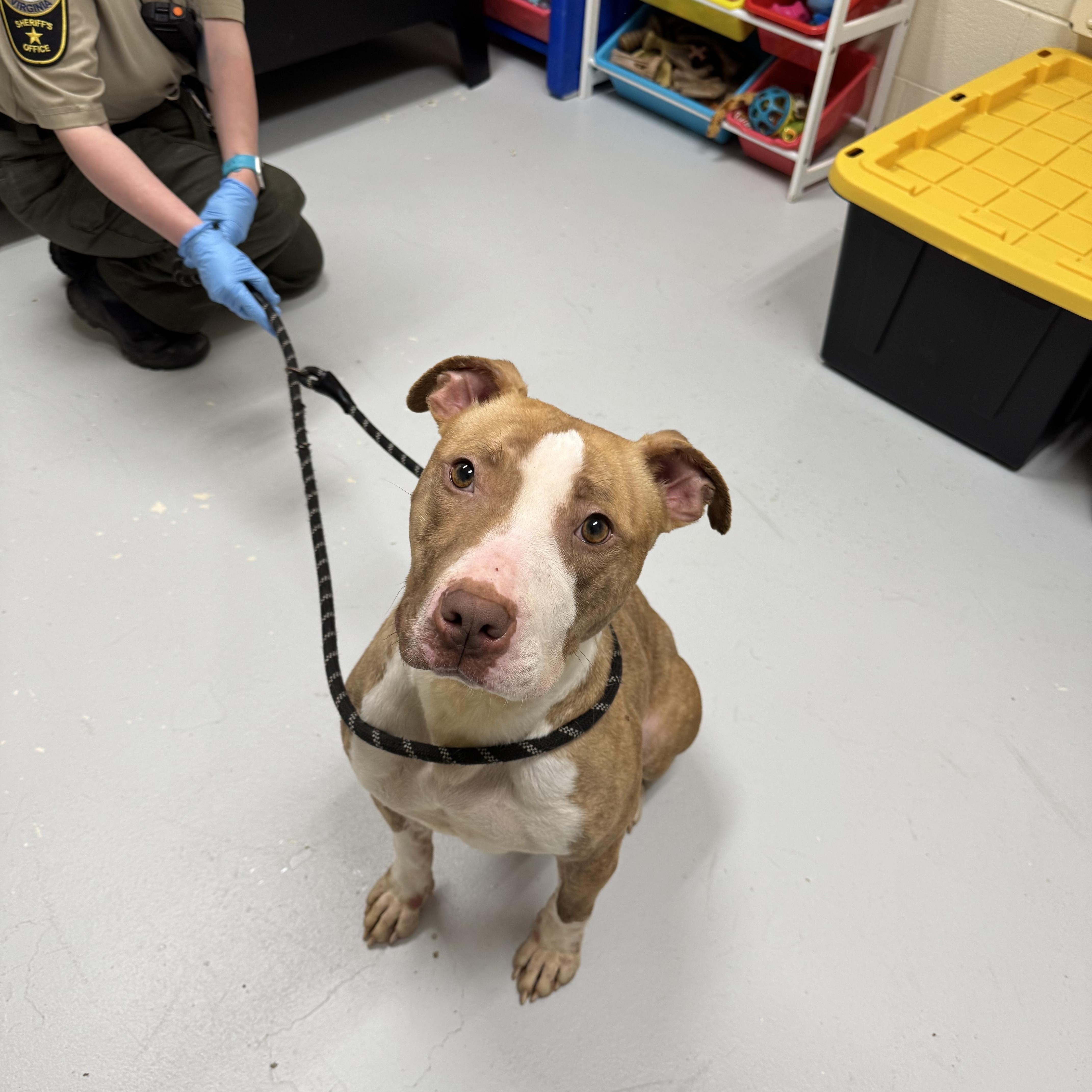 Xena, a Adoptable Pit Bull Terrier in Elberon, VA image 3/4