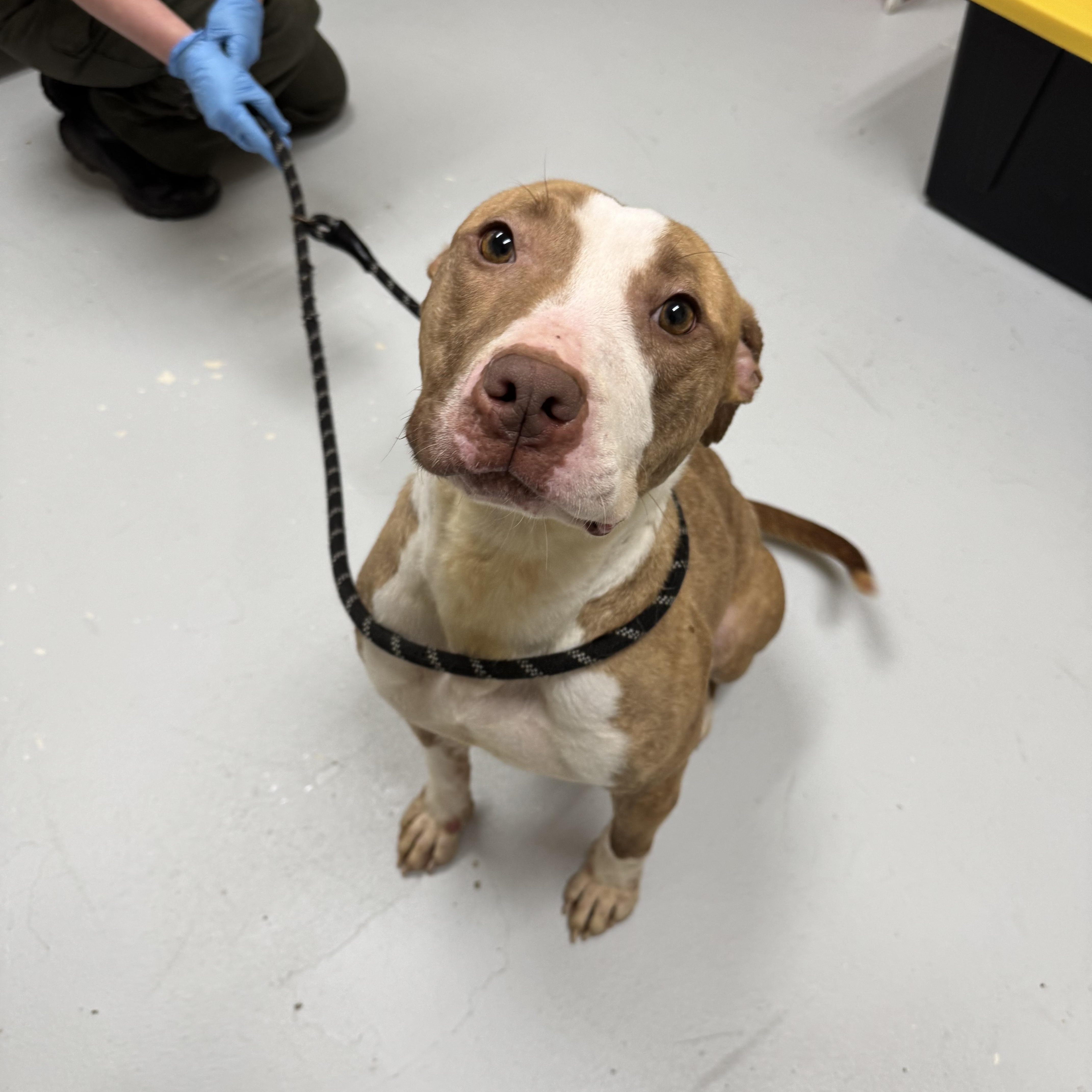 Xena, a Adoptable Pit Bull Terrier in Elberon, VA image 4/4