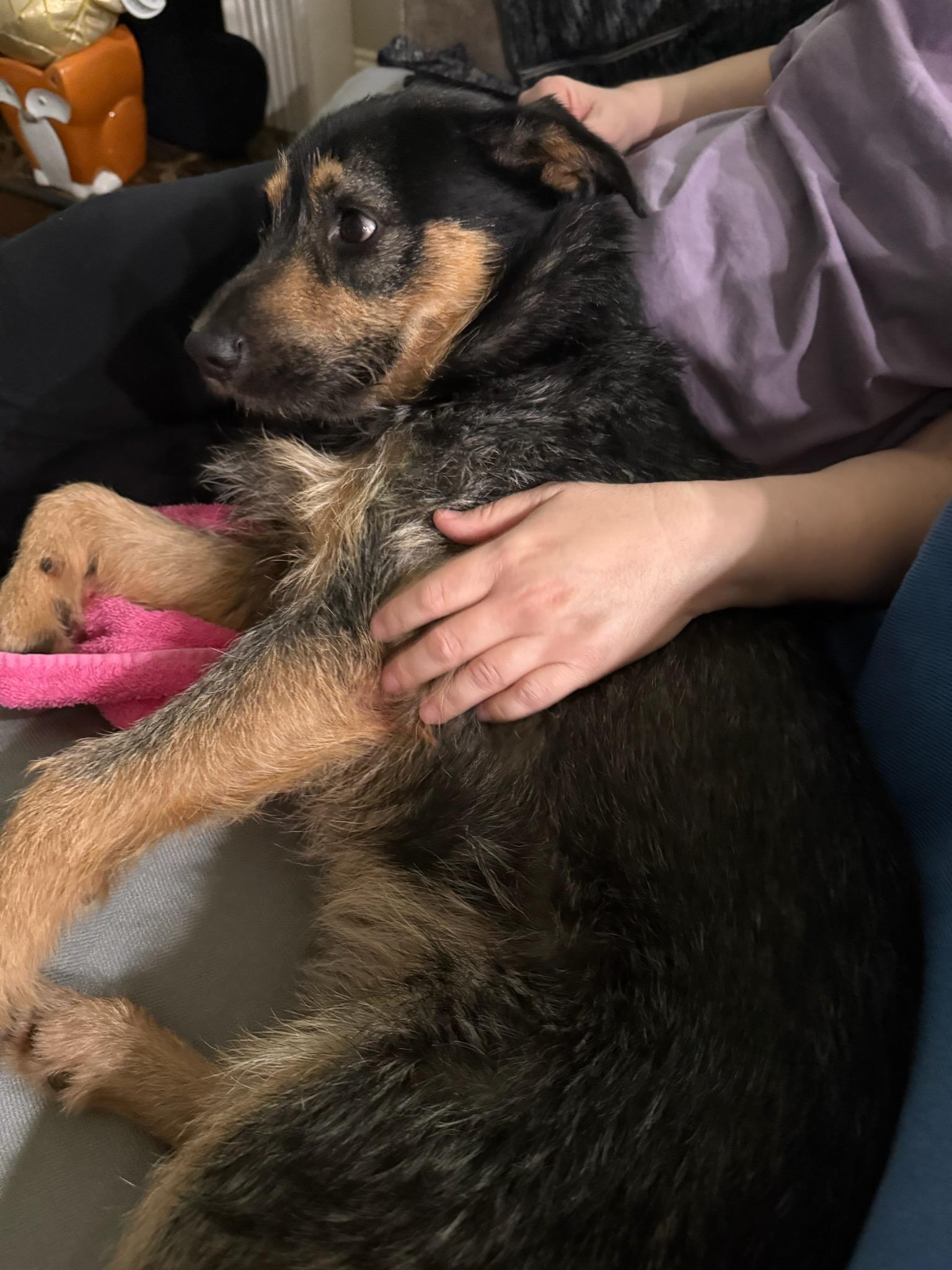 Enlarge Otto - Adorable, Scruffy, Good Boy!, an adoptable mixed breed in Buford, GA image 6/6