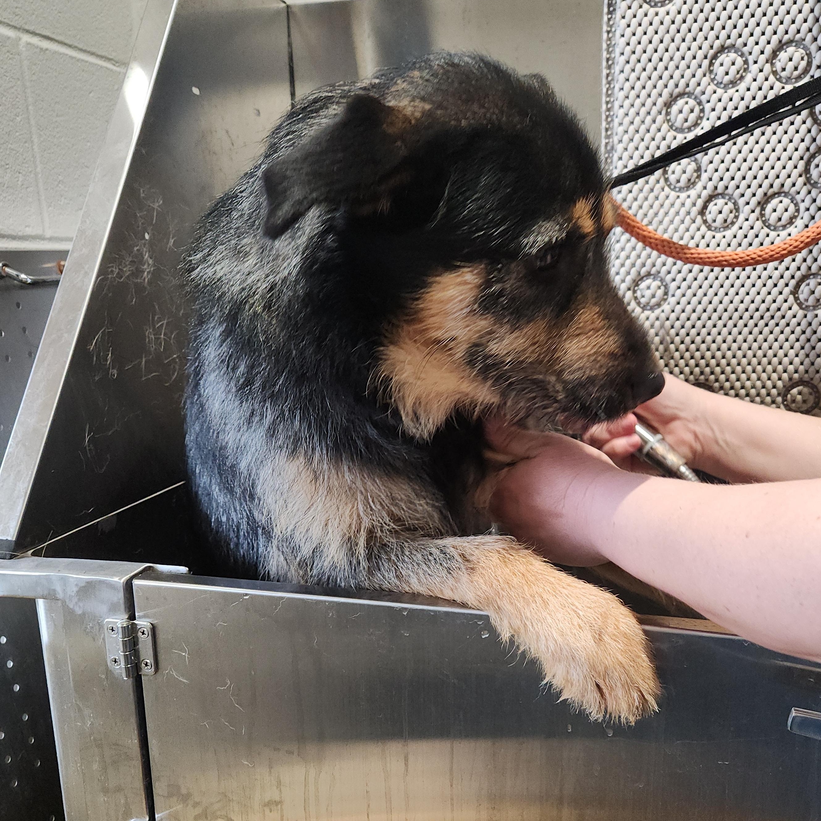 Enlarge Otto - Adorable, Scruffy, Good Boy!, an adoptable mixed breed in Buford, GA image 4/6