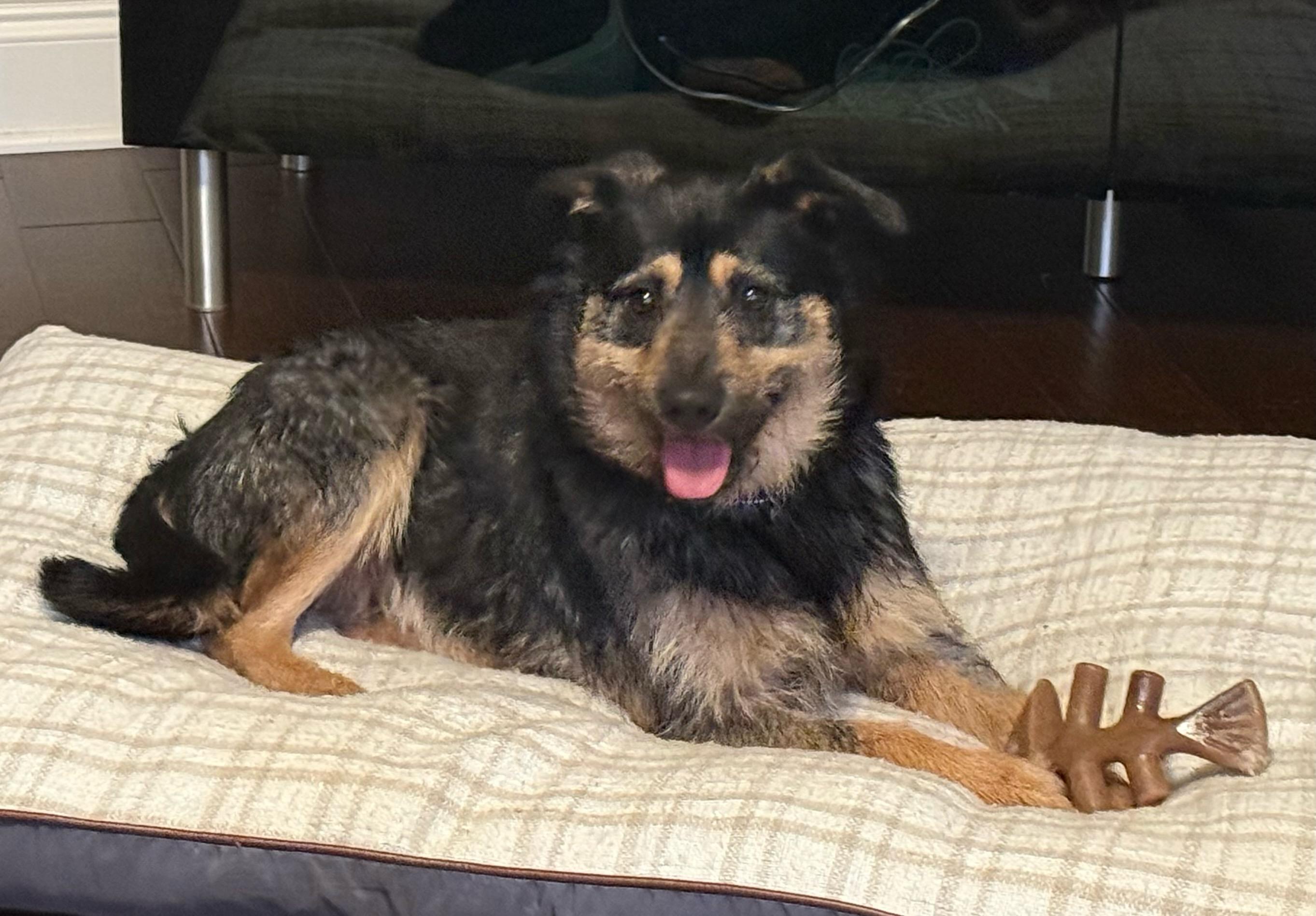 Enlarge Otto - Adorable, Scruffy, Good Boy!, an adoptable mixed breed in Buford, GA image 5/6
