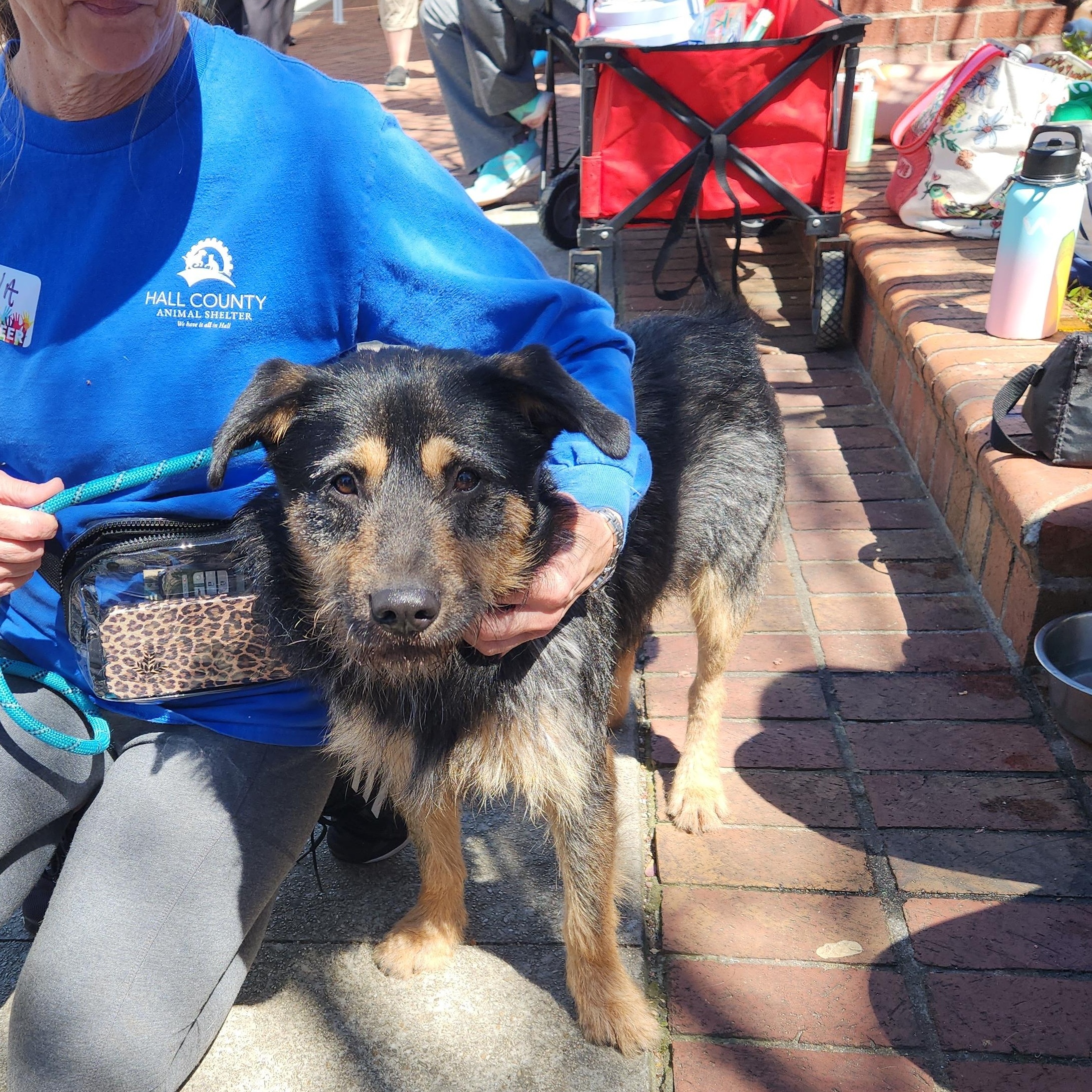 Enlarge Otto - Adorable, Scruffy, Good Boy!, an adoptable mixed breed in Buford, GA image 3/6