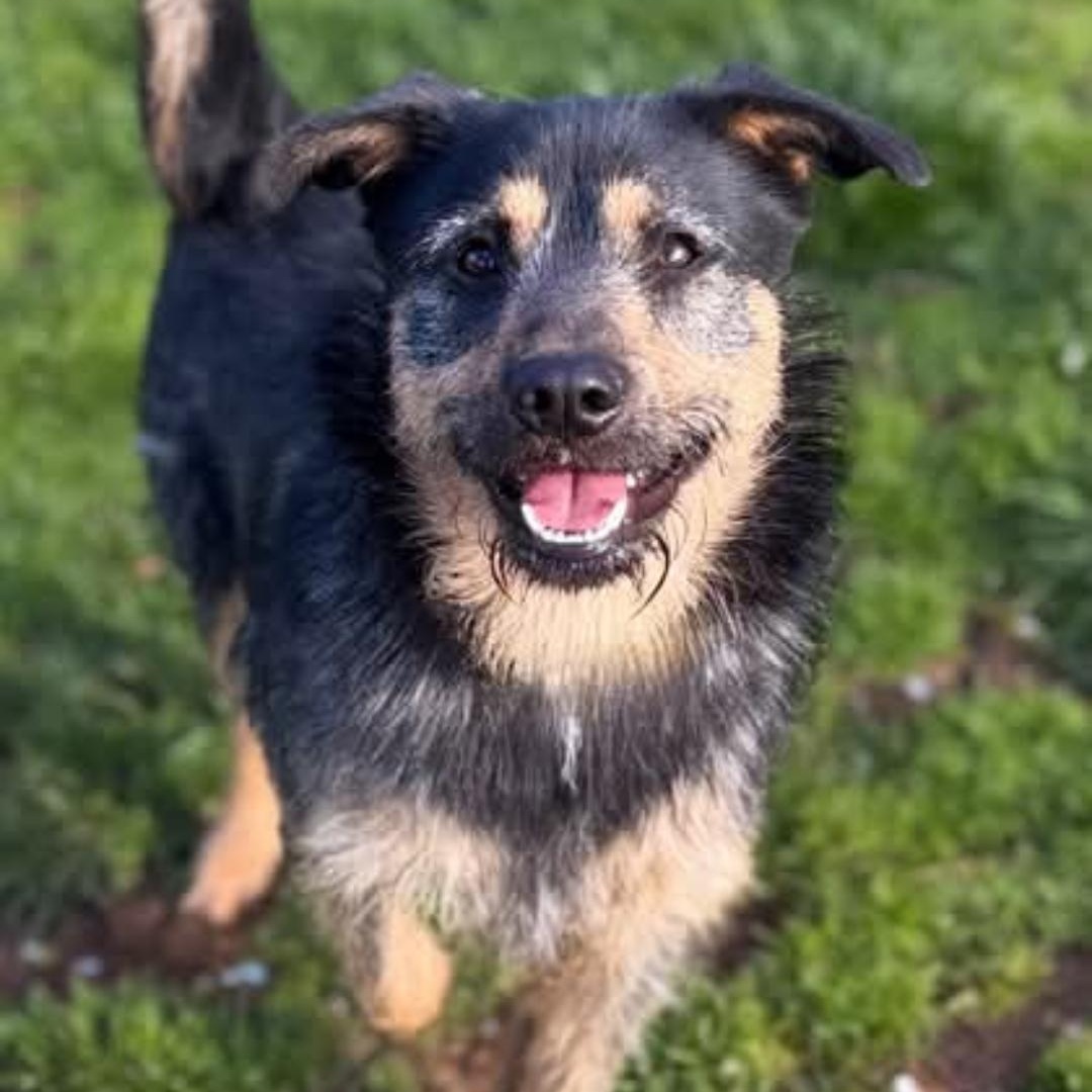 Enlarge Otto - Adorable, Scruffy, Good Boy!, an adoptable mixed breed in Buford, GA image 2/6