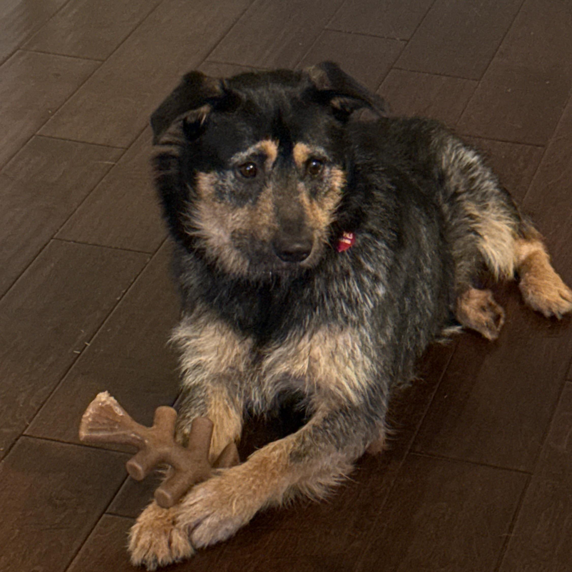Otto - Adorable, Scruffy, Good Boy!, adoptable, Young Male Airedale Terrier & Mixed Breed.