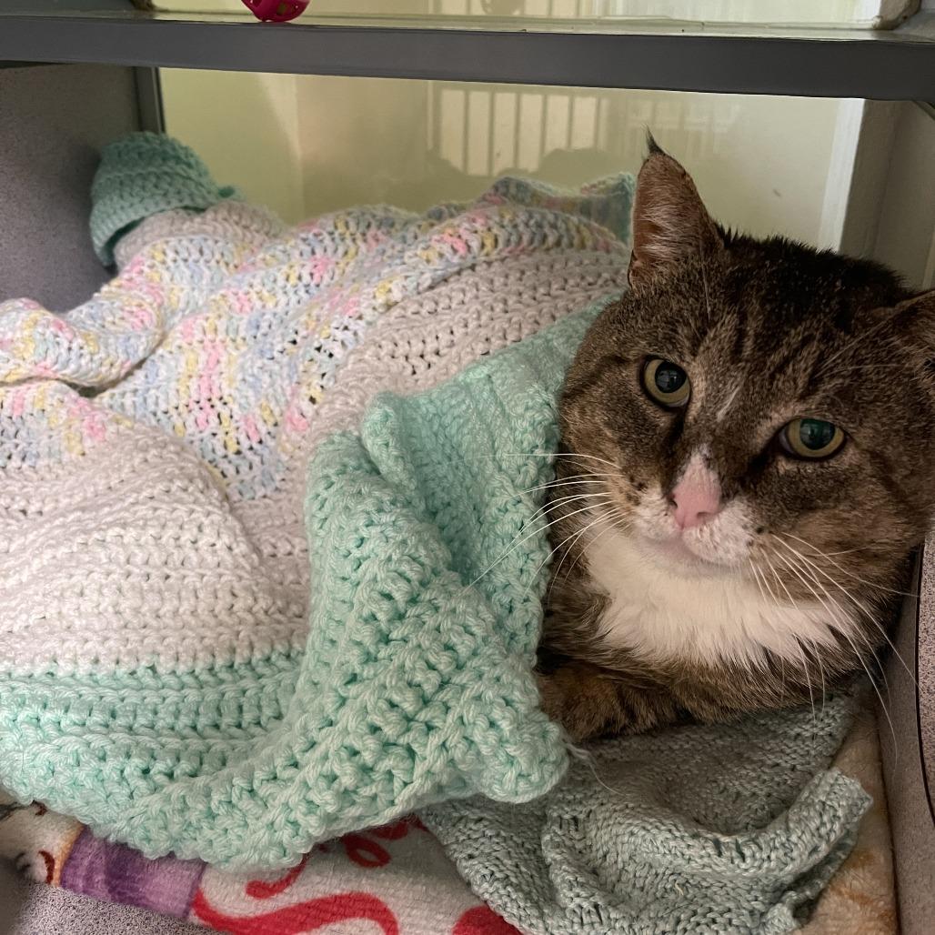 Grandpaw, Adoptable, Adult Male Domestic Short Hair.