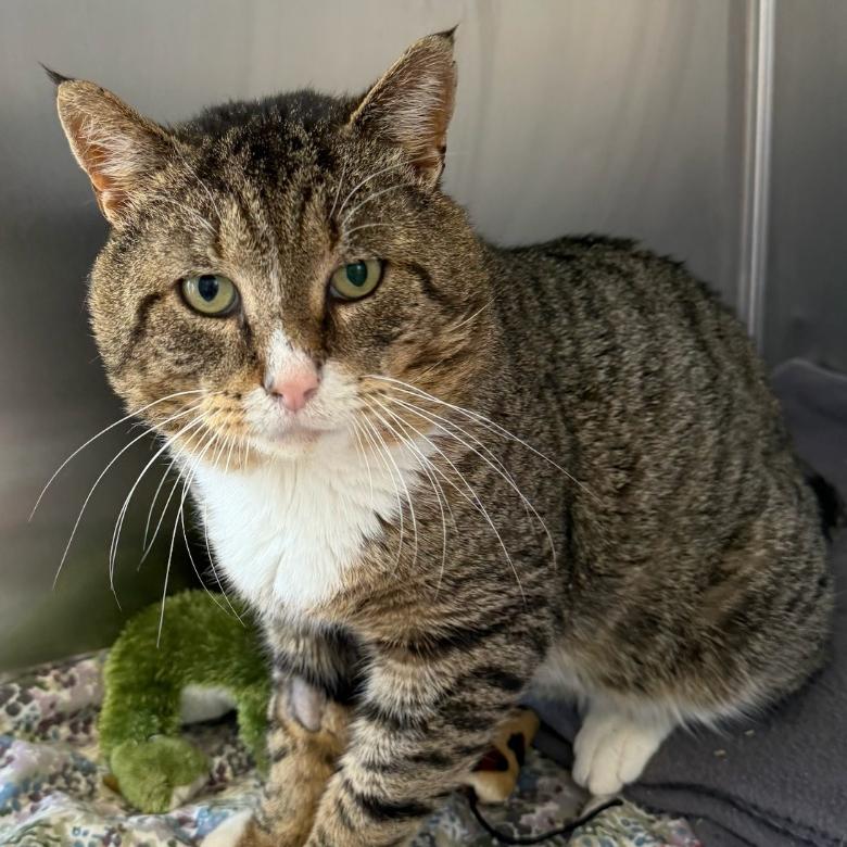 Enlarge Grandpaw, a Adoptable Domestic Short Hair in Walden, NY image 2/2