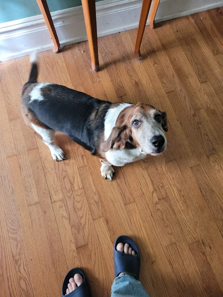 Enlarge Quincy, a ADOPTABLE Basset Hound in Washington, NJ image 1/1