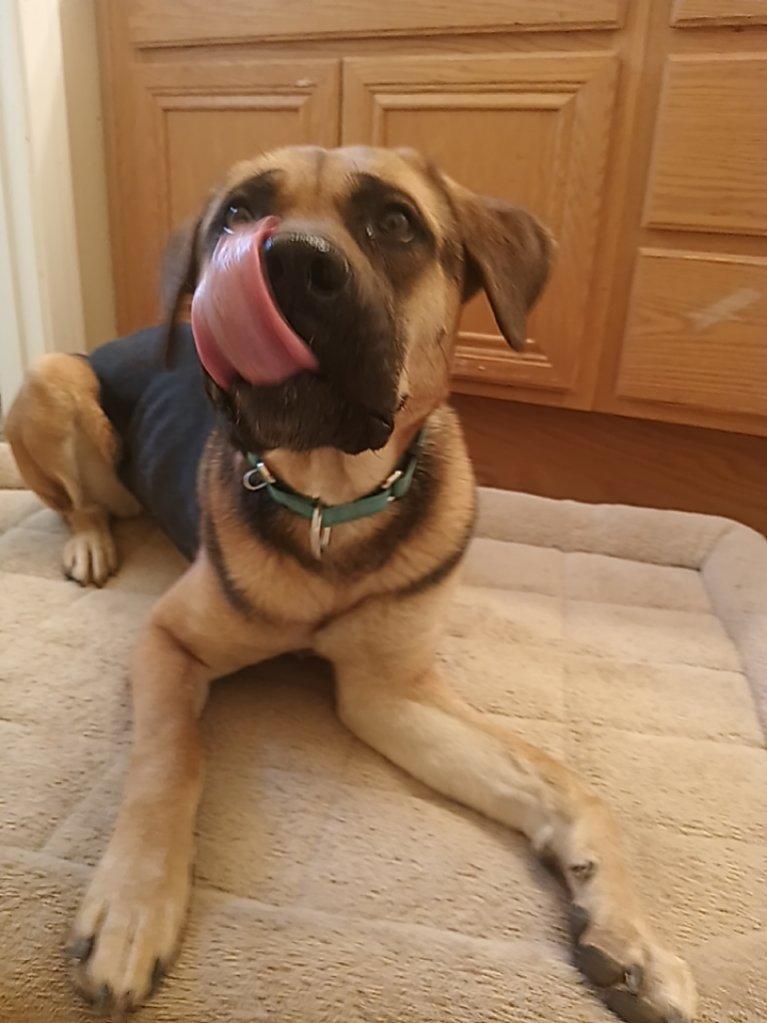 Enlarge Ginger, a ADOPTABLE mixed breed in Los Angeles, CA image 6/6