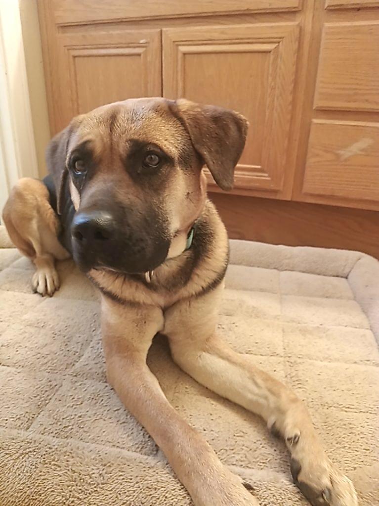 Ginger, a ADOPTABLE mixed breed in Riverside, CA image 3/3