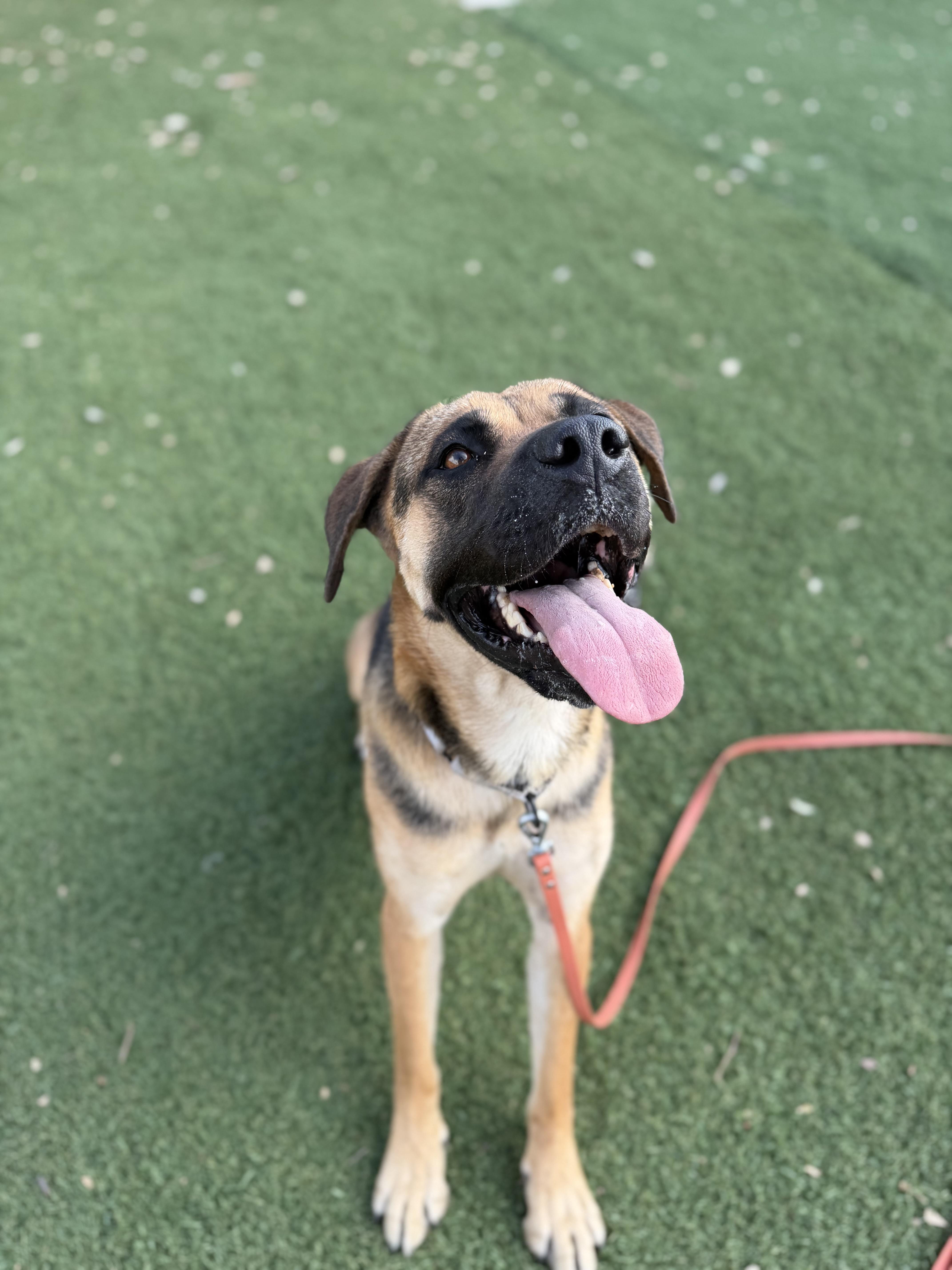 Ginger, a ADOPTABLE mixed breed in Riverside, CA image 5/5