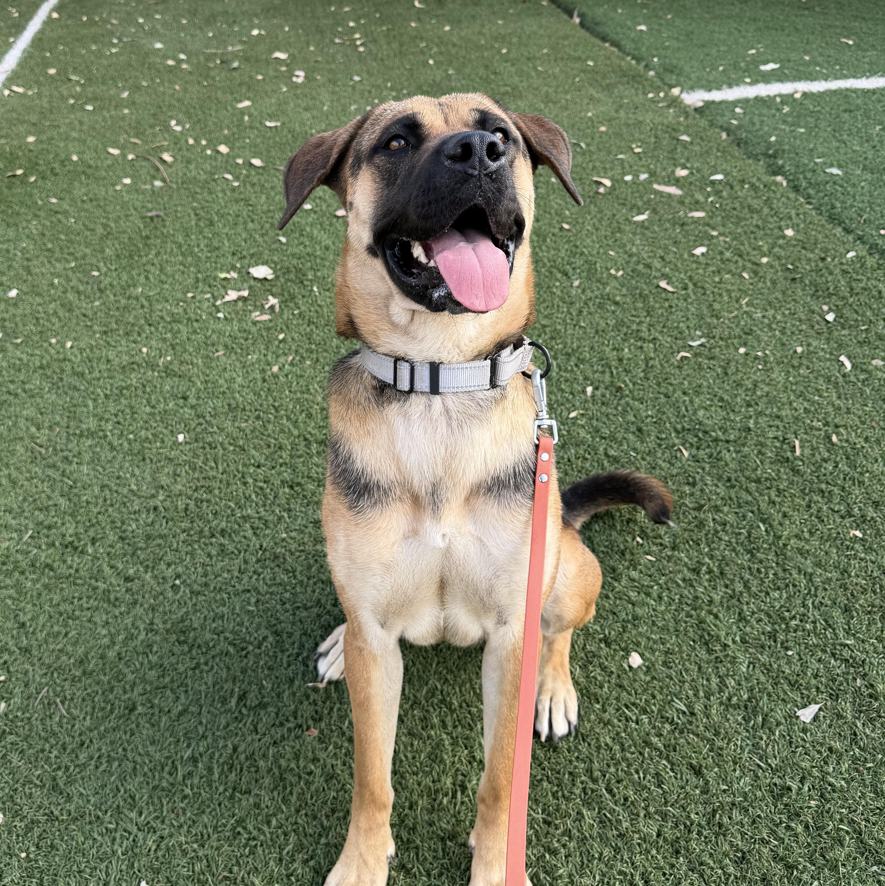 Ginger, a ADOPTABLE mixed breed in Riverside, CA image 3/5