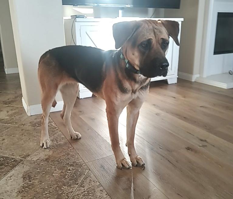 Ginger — thumbnail 3