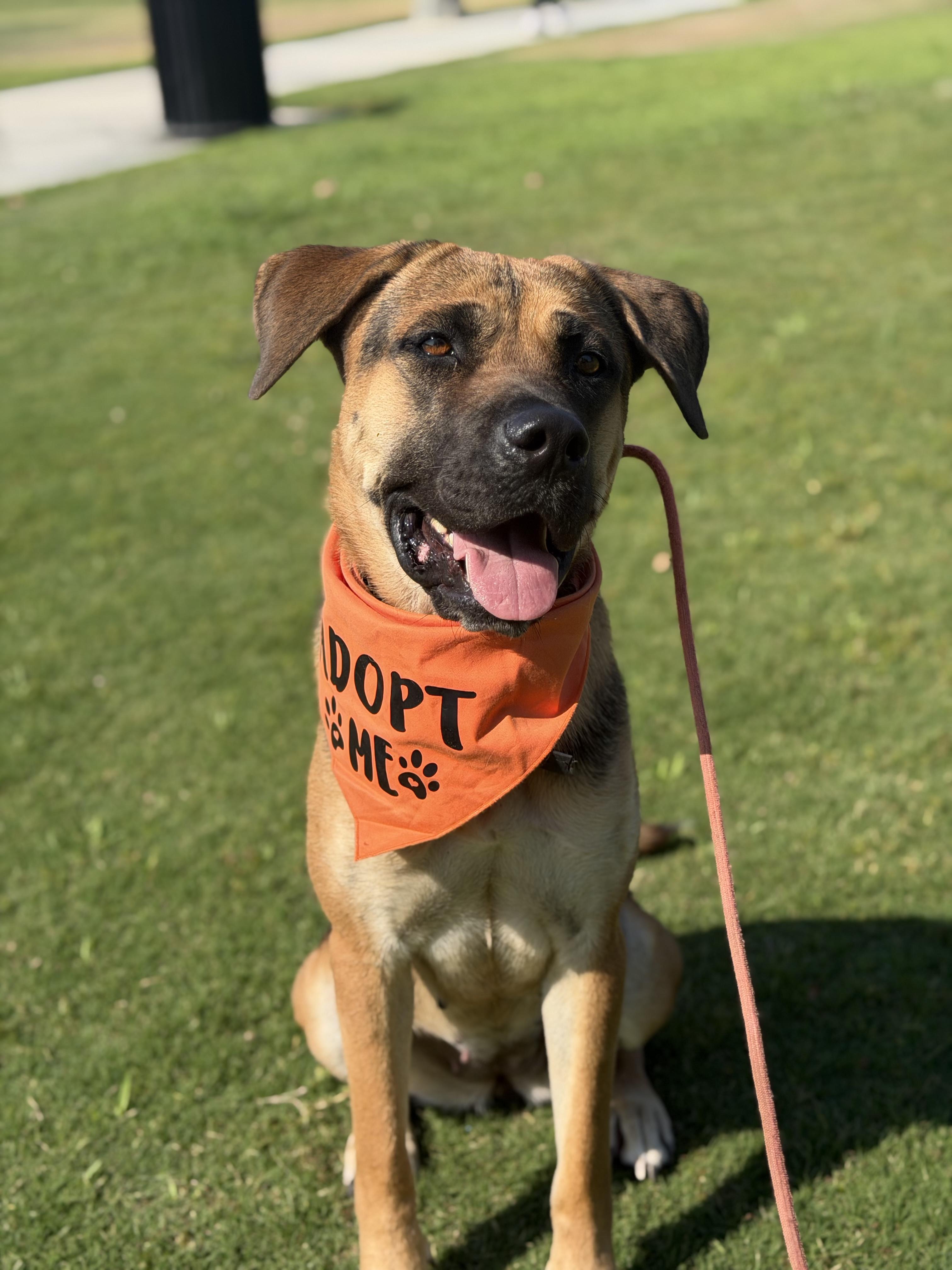 Ginger, a ADOPTABLE mixed breed in Riverside, CA image 1/5
