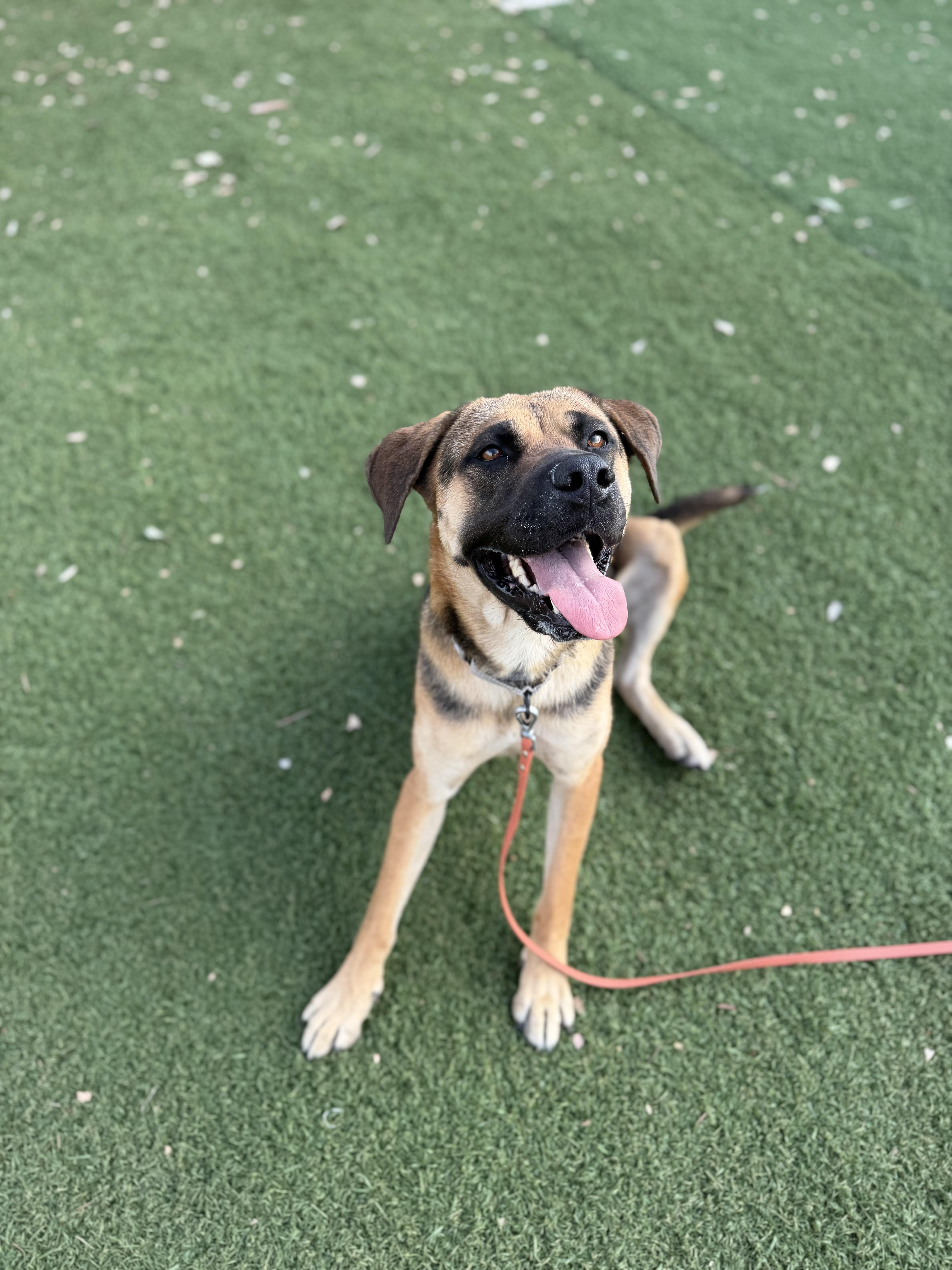 Ginger, a ADOPTABLE mixed breed in Riverside, CA image 4/5