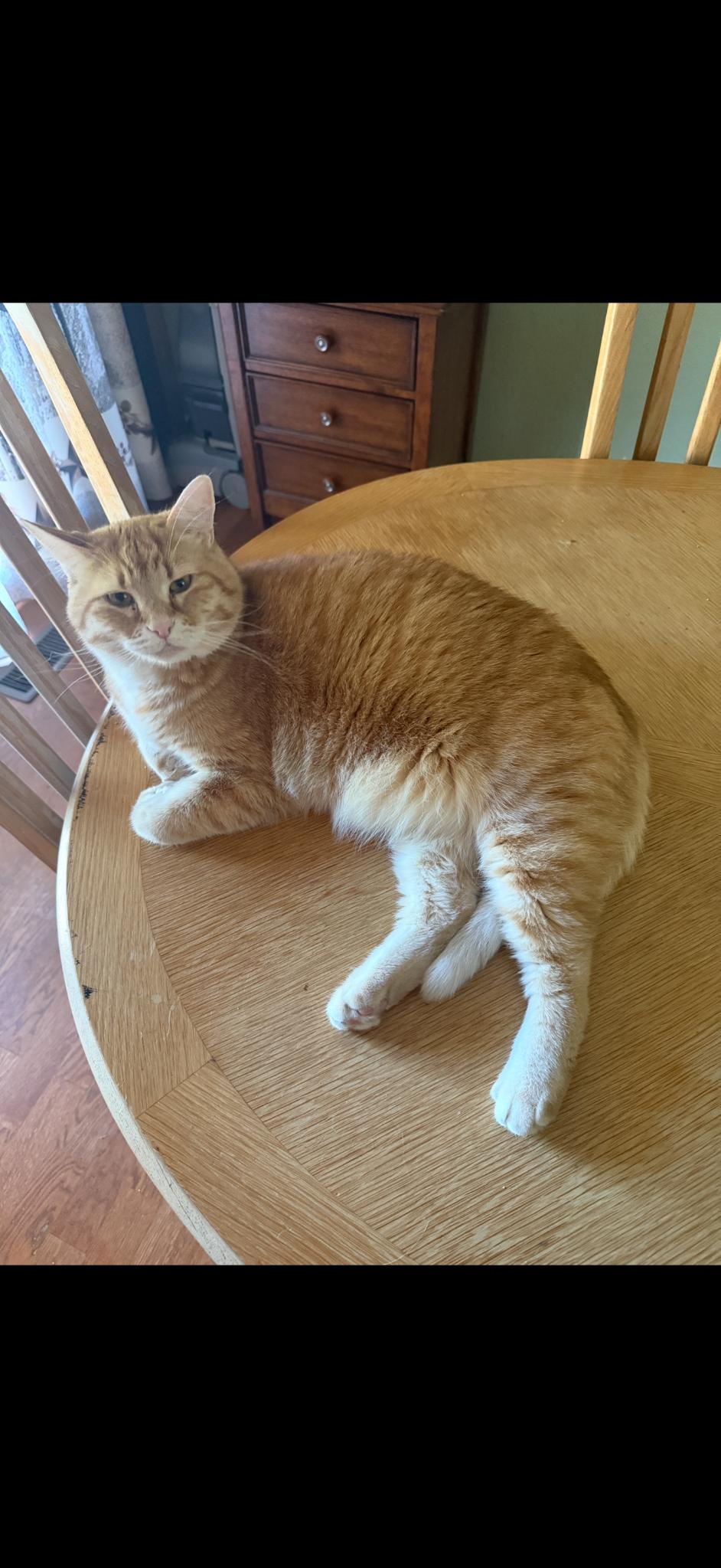 Enlarge Cooter, an adopted Domestic Short Hair in Billings, MT image 1/2