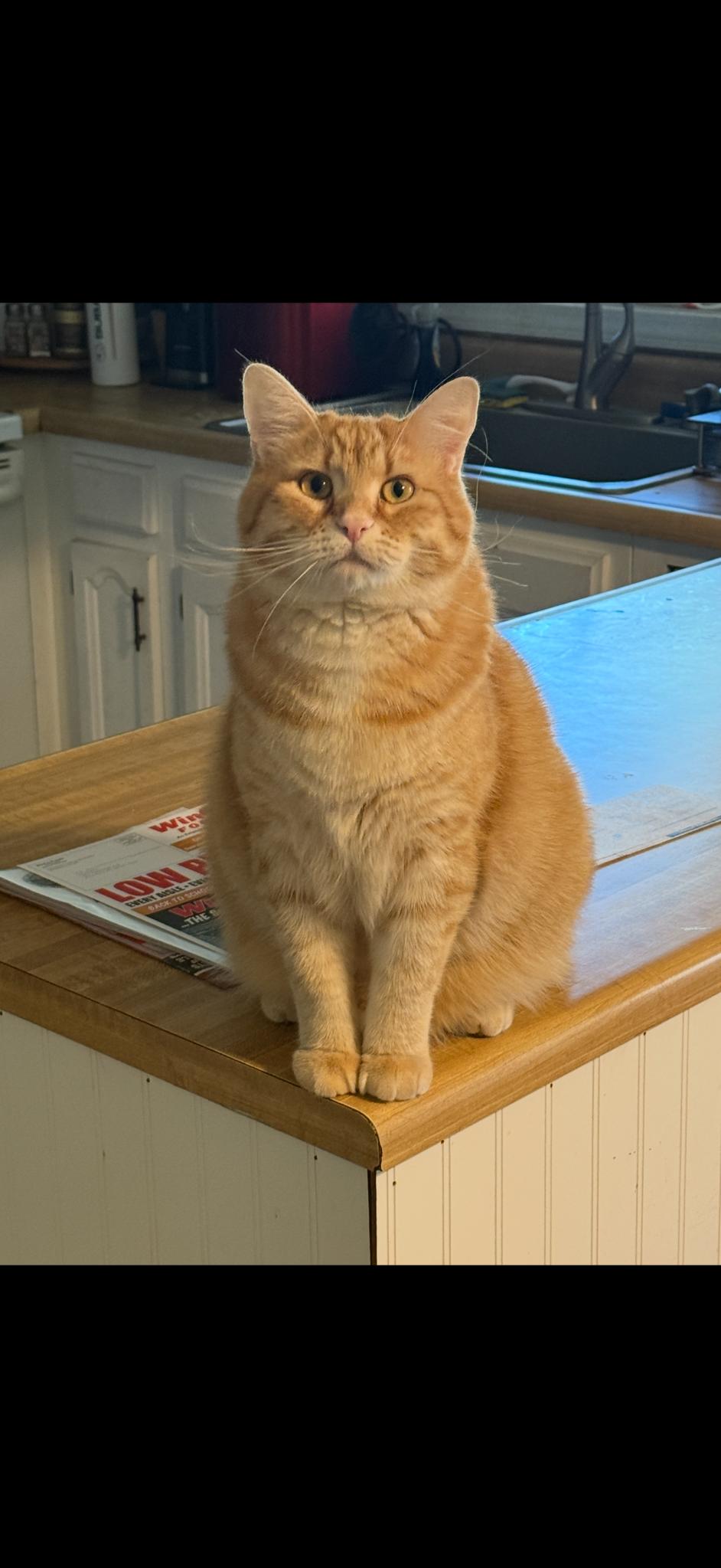 Enlarge Cooter, an adopted Domestic Short Hair in Billings, MT image 2/2
