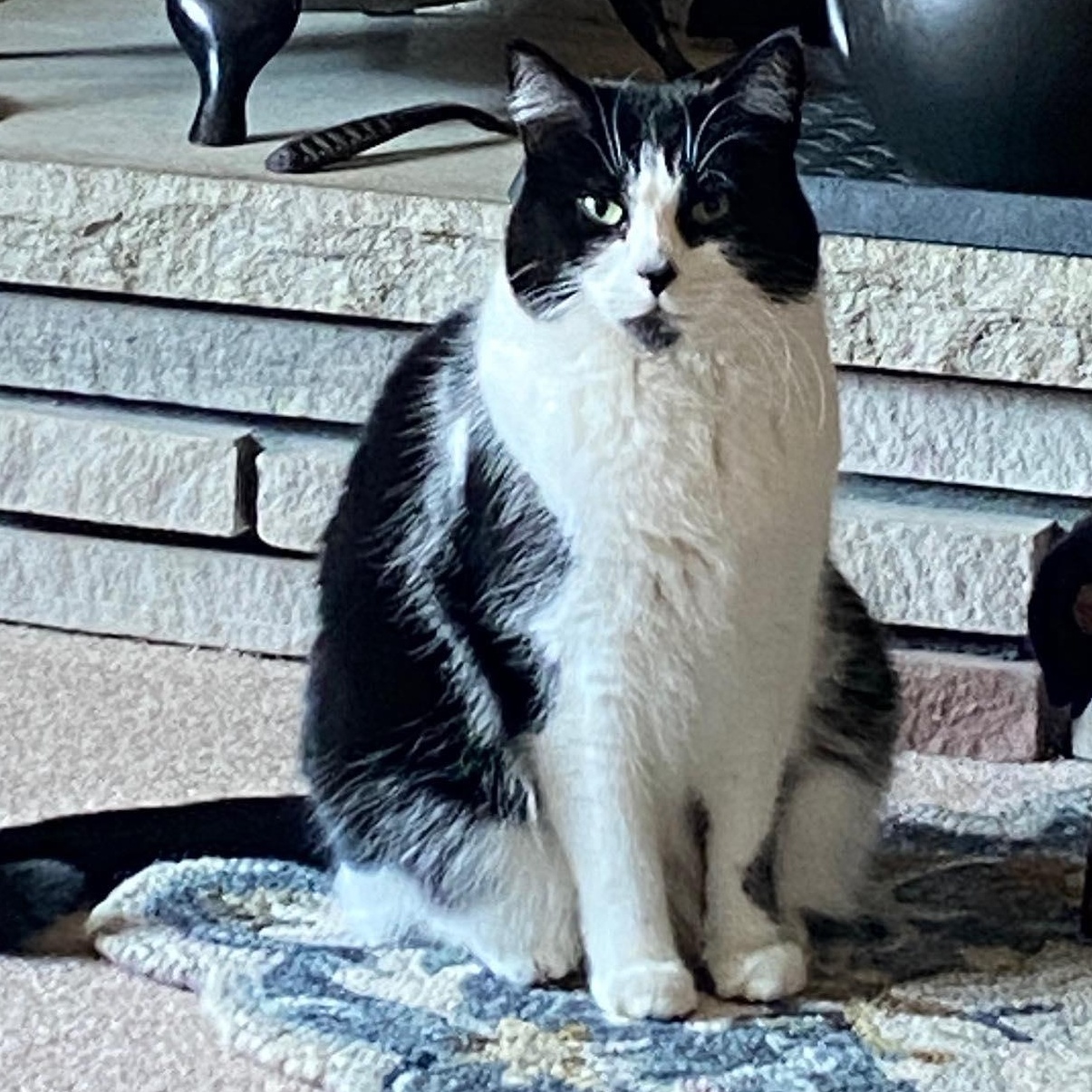 Enlarge Molly - Sweet Gentle Soul , an adopted Tuxedo in Hamilton, ON image 1/1