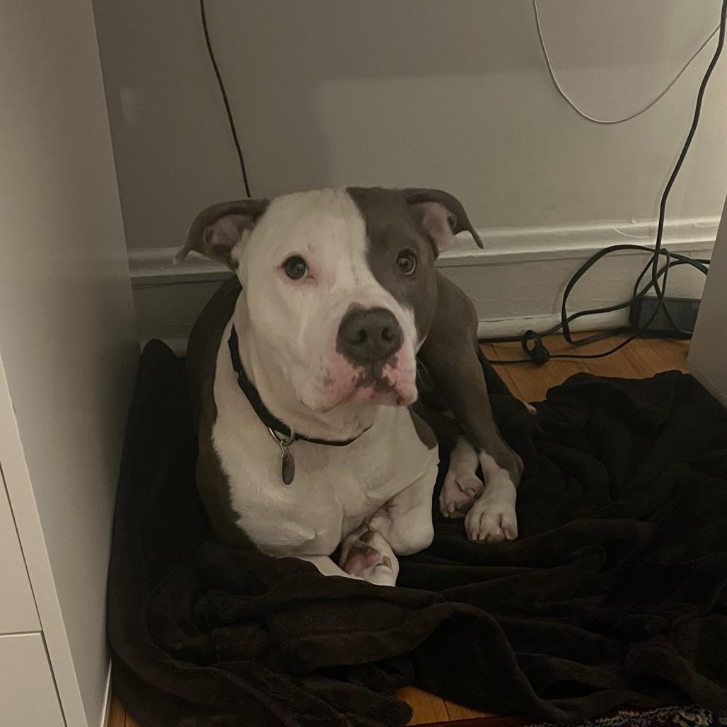 Artie, Adoptable, Adult Male Mixed Breed.