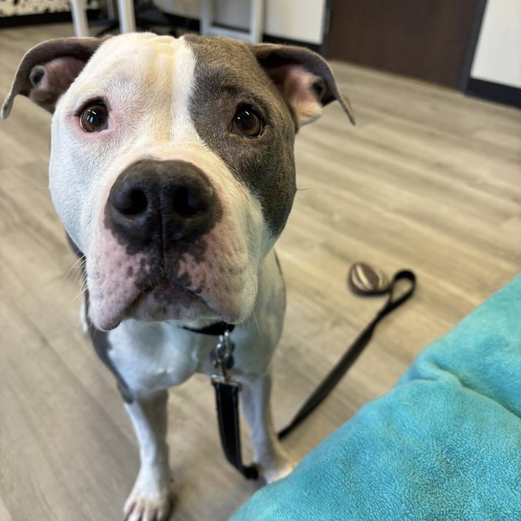 Enlarge Artie, a Adoptable Mixed Breed in Oak Park, IL image 2/6