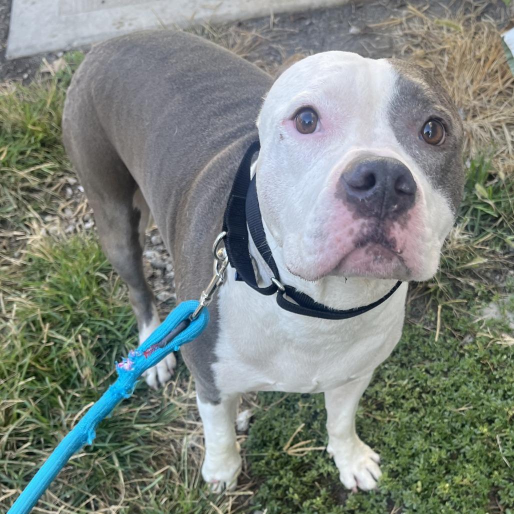Enlarge Artie, a Adoptable Mixed Breed in Oak Park, IL image 3/6