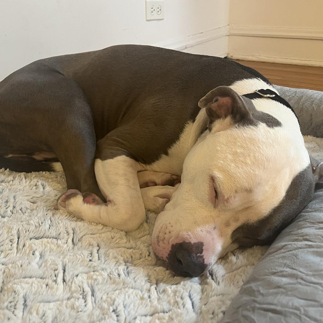 Enlarge Artie, a Adoptable Mixed Breed in Oak Park, IL image 4/6