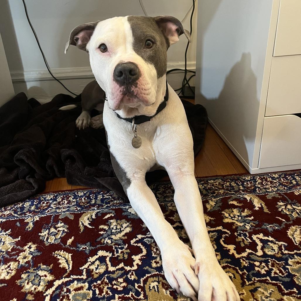 Enlarge Artie, a Adoptable Mixed Breed in Oak Park, IL image 5/6