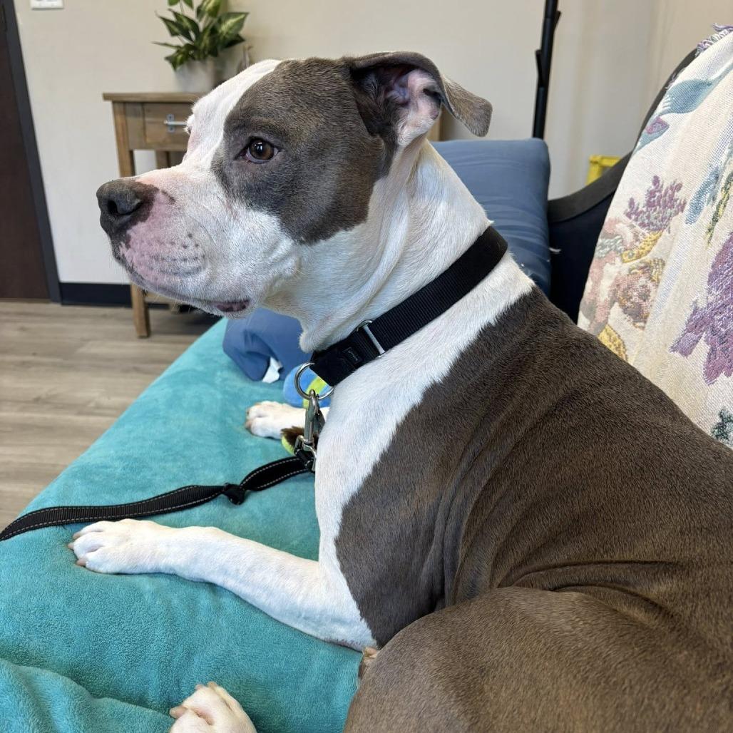 Enlarge Artie, a Adoptable Mixed Breed in Oak Park, IL image 6/6