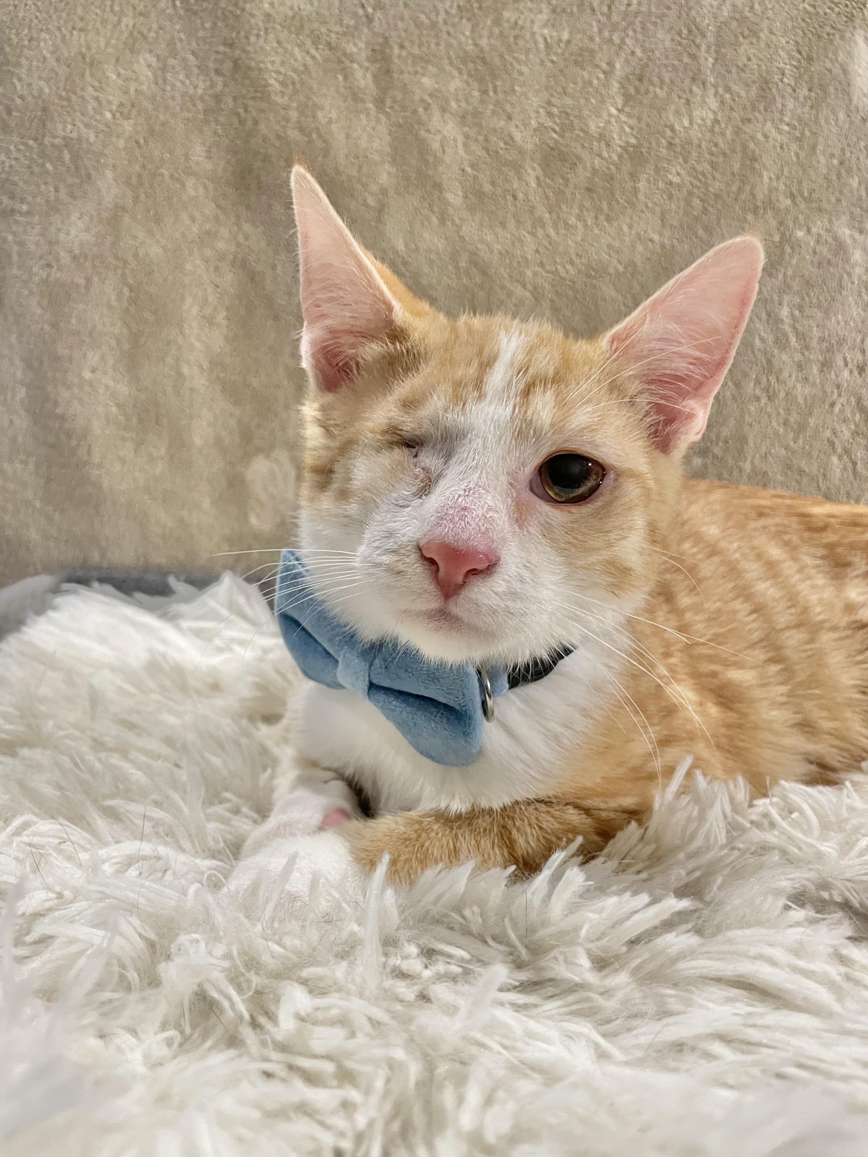 Enlarge Mystery, a ADOPTABLE Domestic Short Hair in Bayside, NY image 5/6