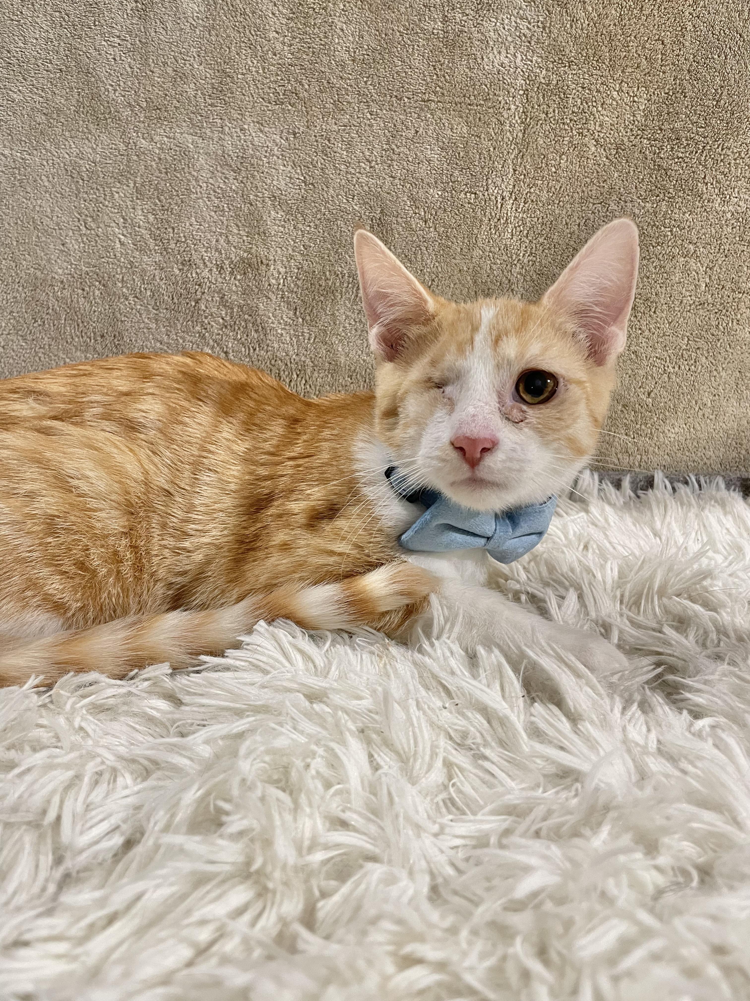 Enlarge Mystery, a ADOPTABLE Domestic Short Hair in Bayside, NY image 1/6