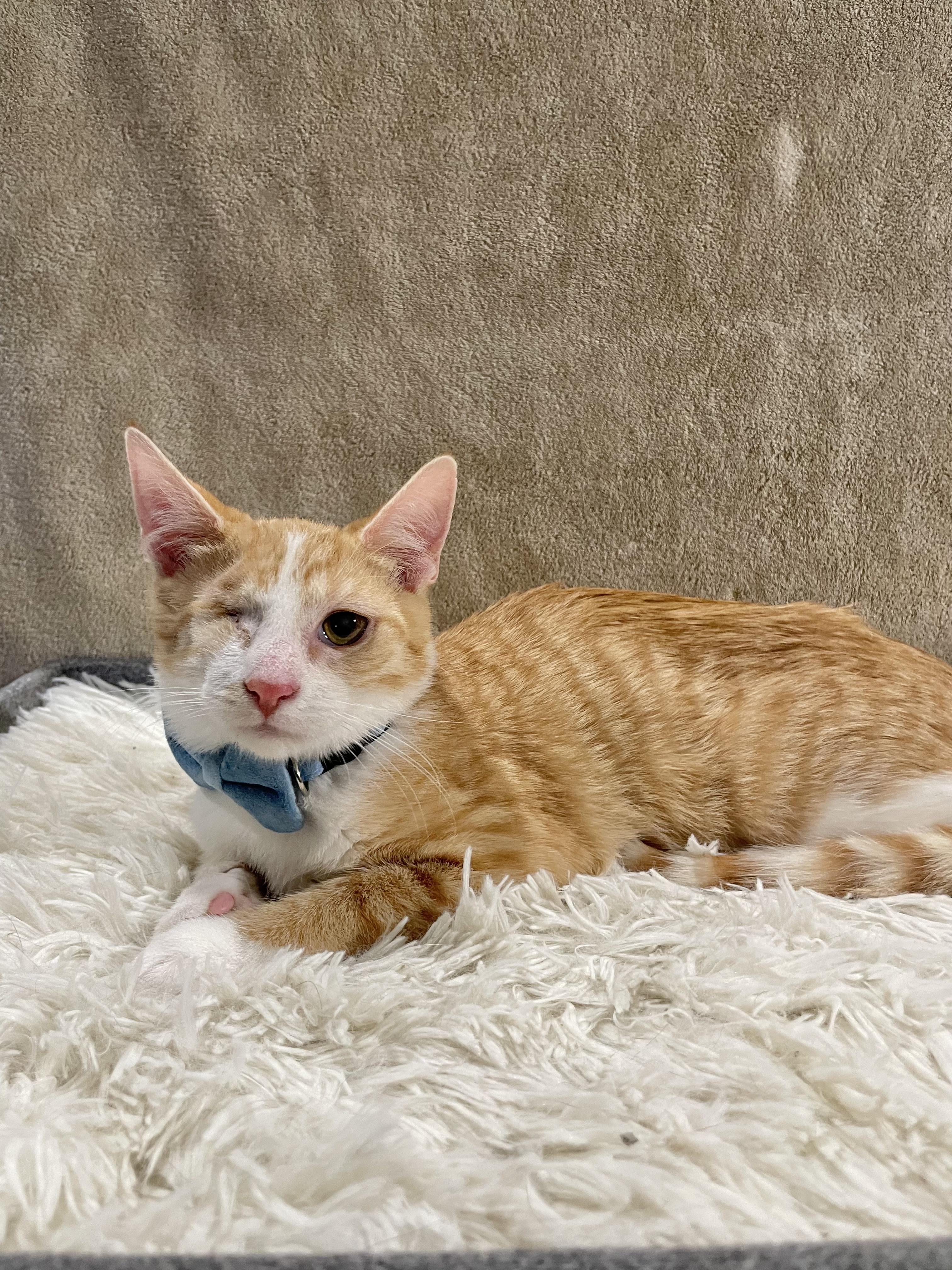 Enlarge Mystery, a ADOPTABLE Domestic Short Hair in Bayside, NY image 6/6