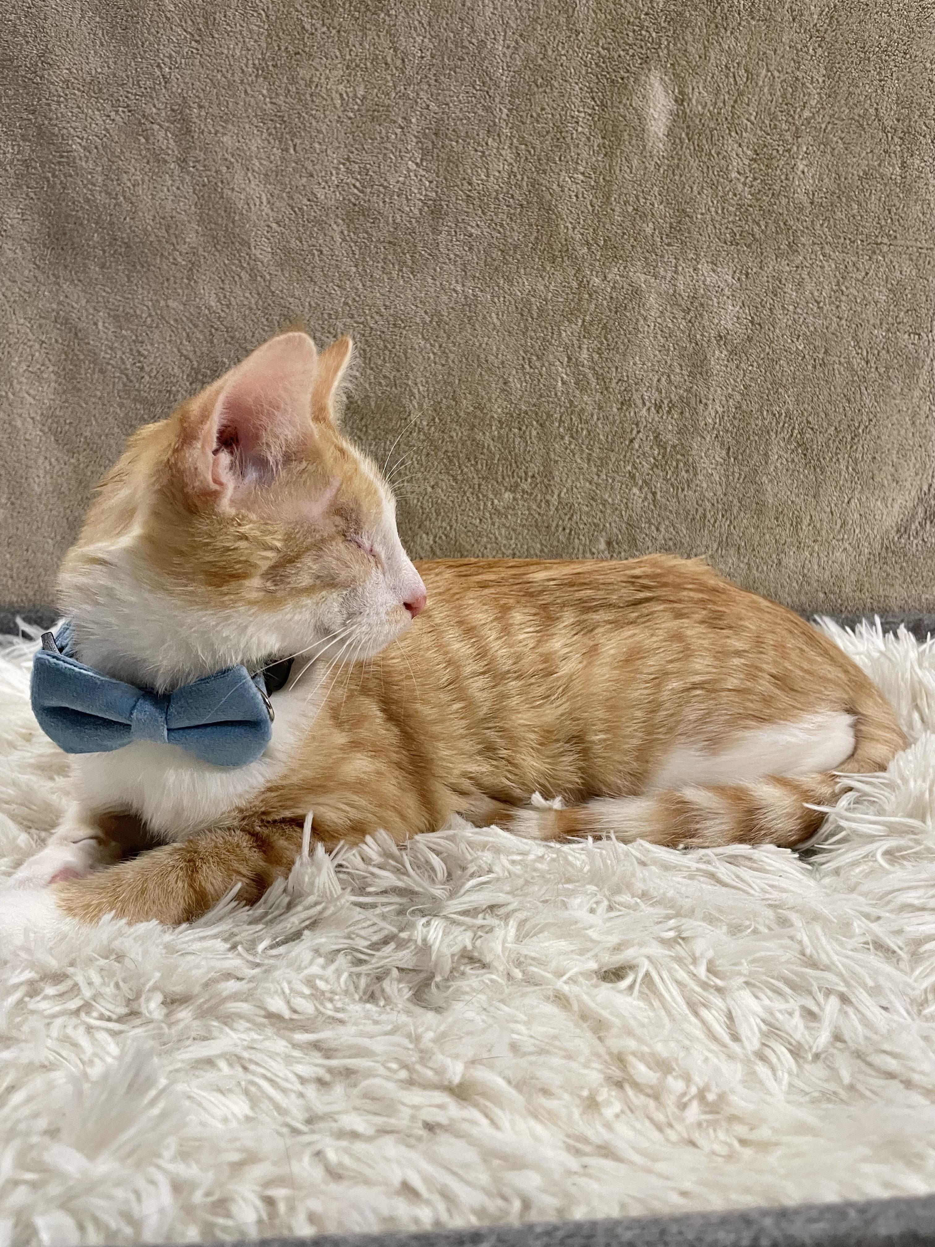 Enlarge Mystery, a ADOPTABLE Domestic Short Hair in Bayside, NY image 3/6