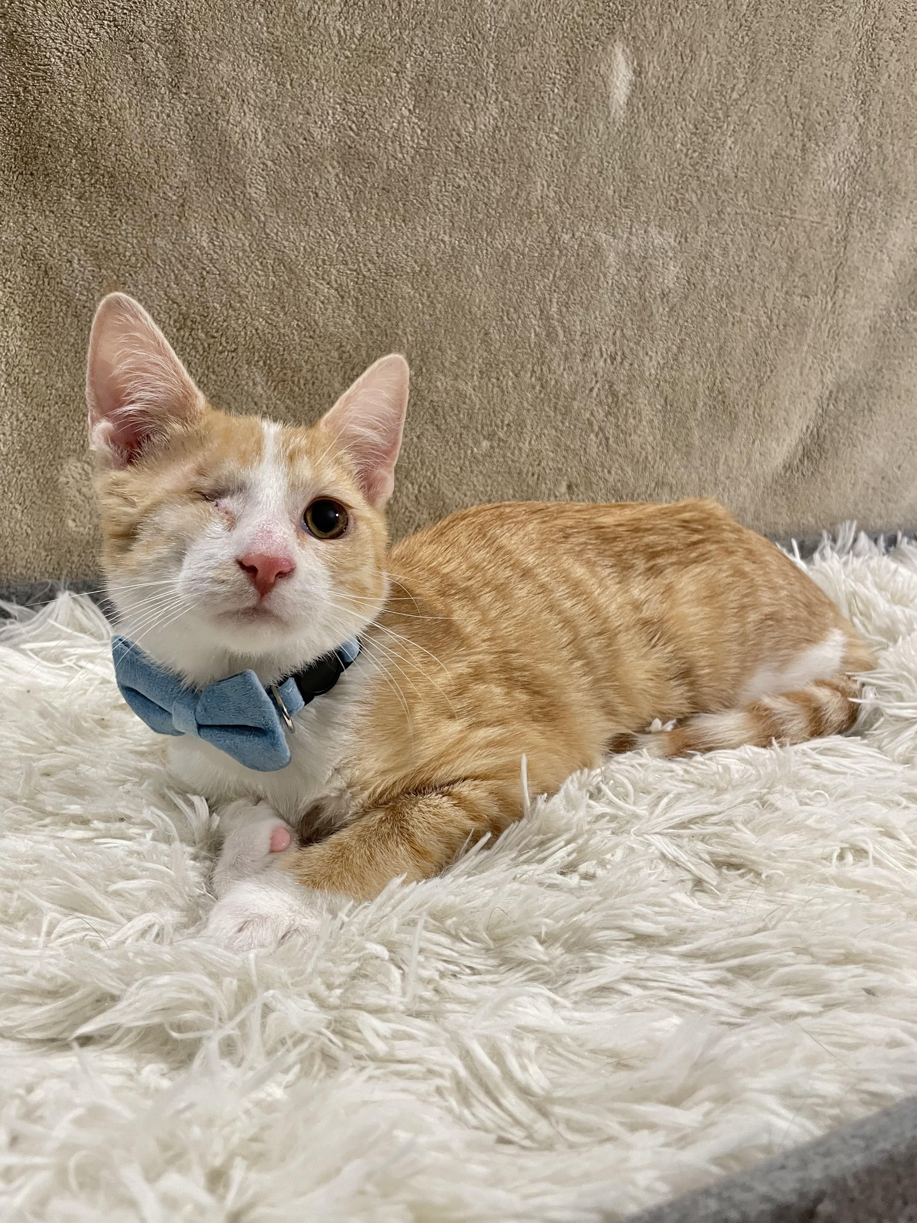 Enlarge Mystery, a ADOPTABLE Domestic Short Hair in Bayside, NY image 4/6