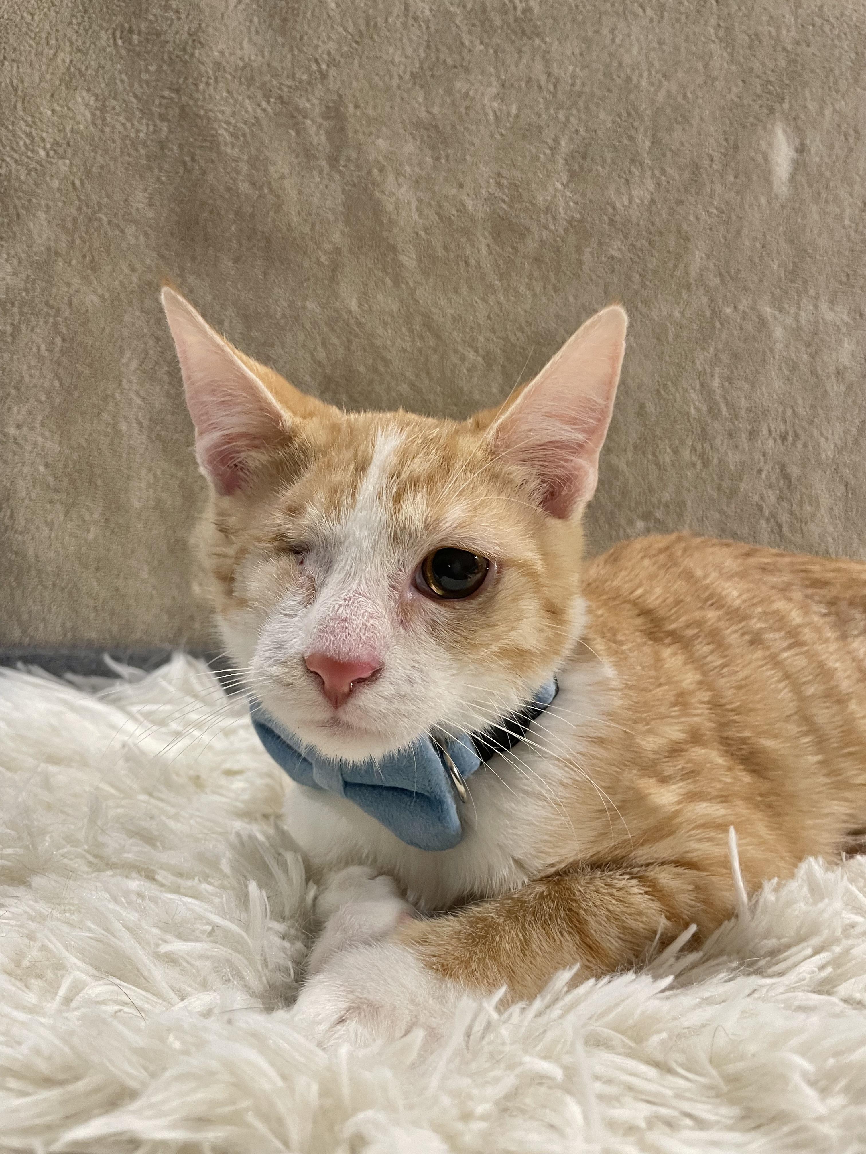 Enlarge Mystery, a ADOPTABLE Domestic Short Hair in Bayside, NY image 2/6