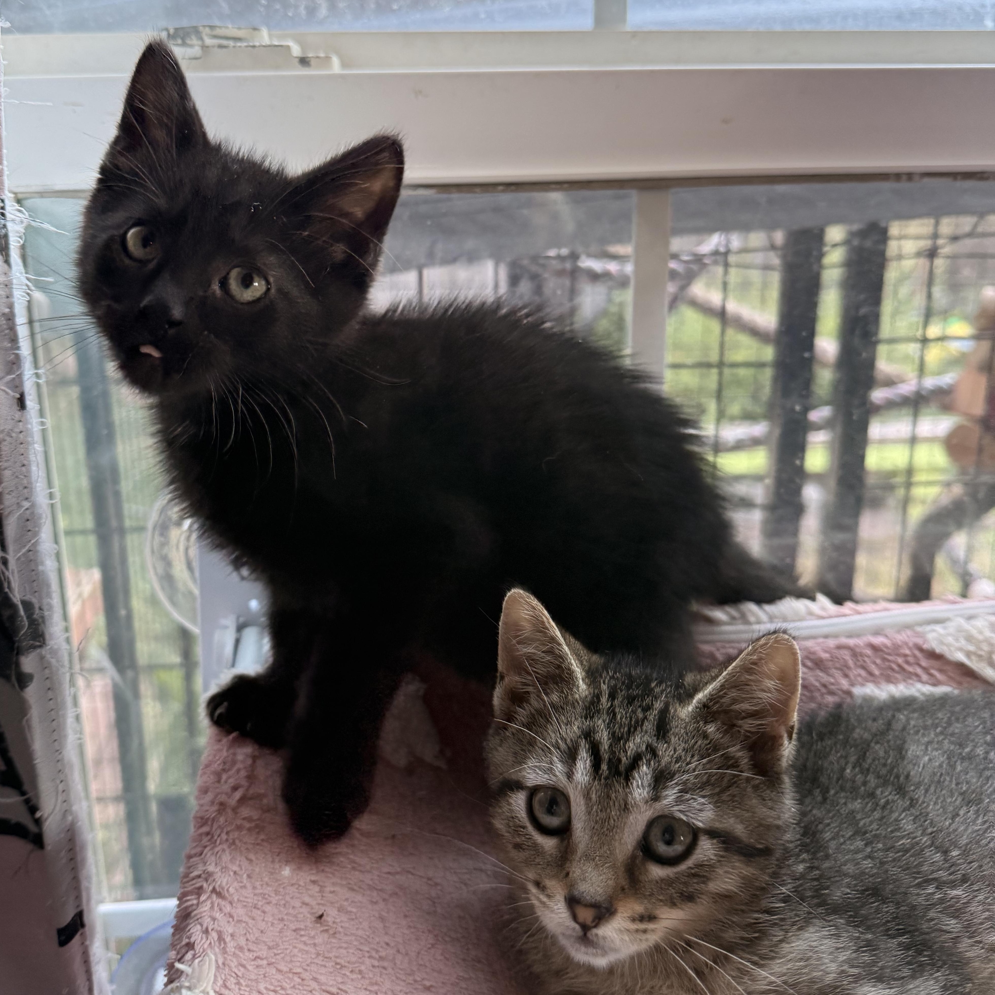 Olive, cucumber and zucchini, adopted, Kitten Male Domestic Short Hair.