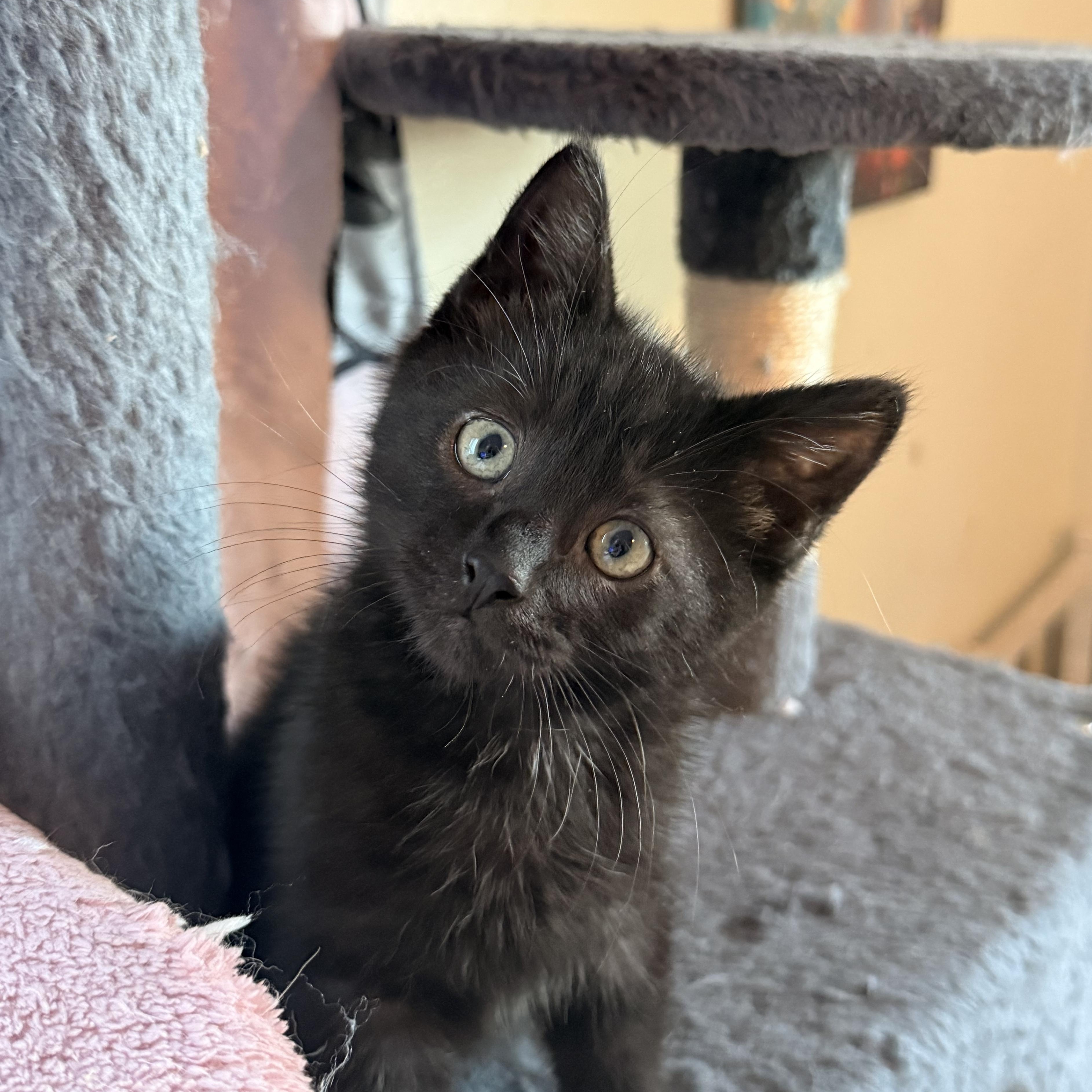Olive, cucumber and zucchini, an adopted Domestic Short Hair in The Dalles, OR image 2/4