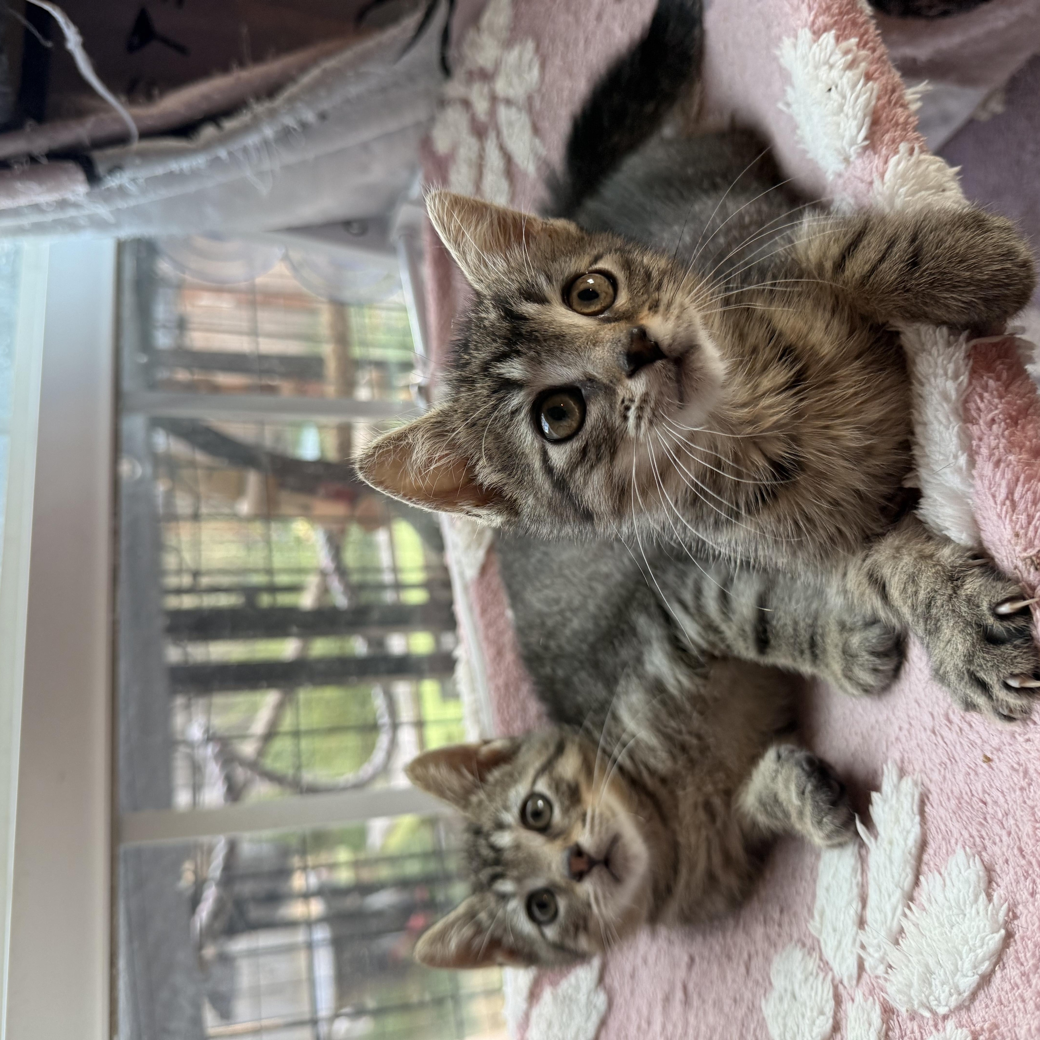 Olive, cucumber and zucchini, an adopted Domestic Short Hair in The Dalles, OR image 3/4