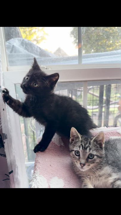 Enlarge Olive, cucumber and zucchini, an adopted Domestic Short Hair in The Dalles, OR video 4/4