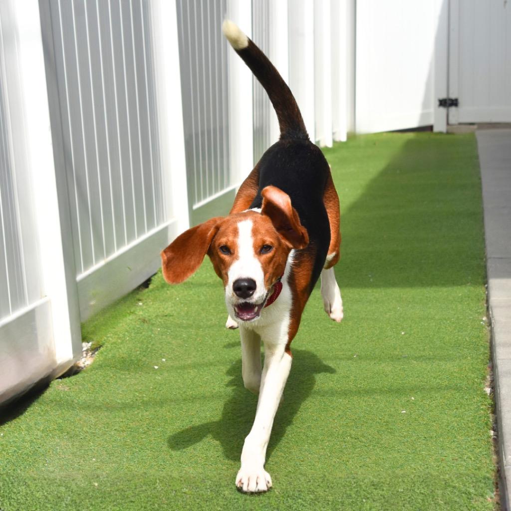 Pete, Adopted, Young Male Treeing Walker Coonhound.