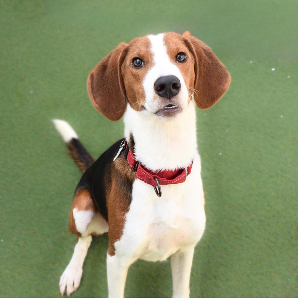 Enlarge Pete, a Adopted mixed breed in Saint Petersburg, FL image 2/4