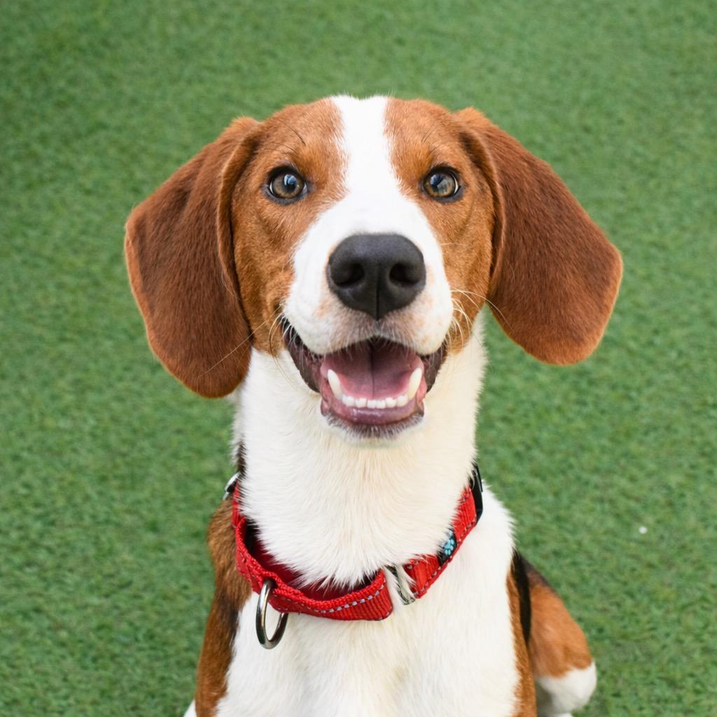 Enlarge Pete, a Adopted mixed breed in Saint Petersburg, FL image 3/4