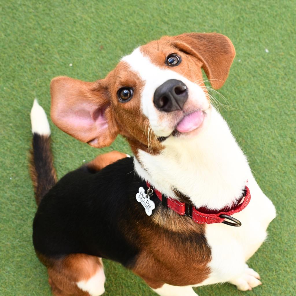 Enlarge Pete, a Adopted mixed breed in Saint Petersburg, FL image 4/4